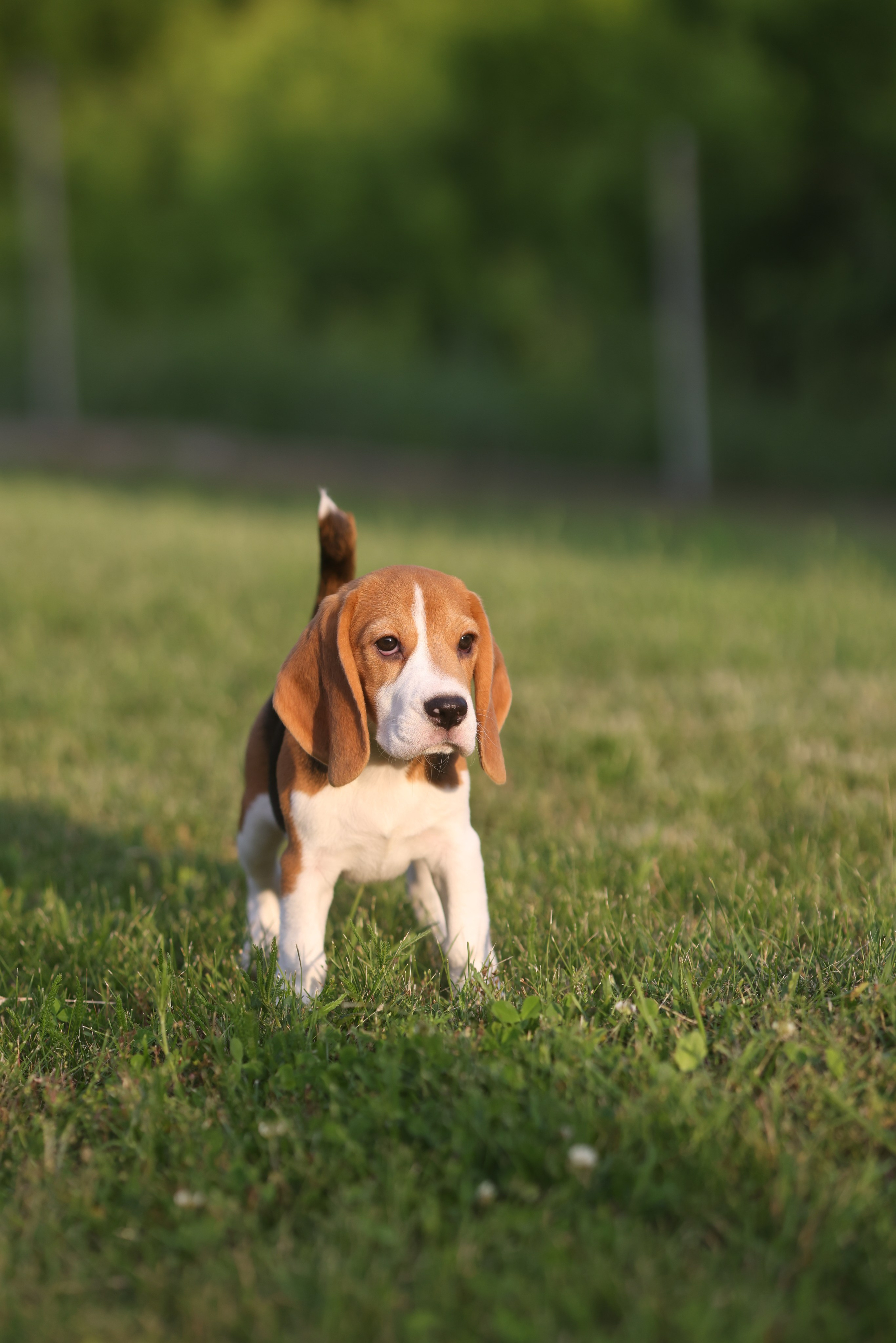 Litter T. Розплідник біглей в Україні