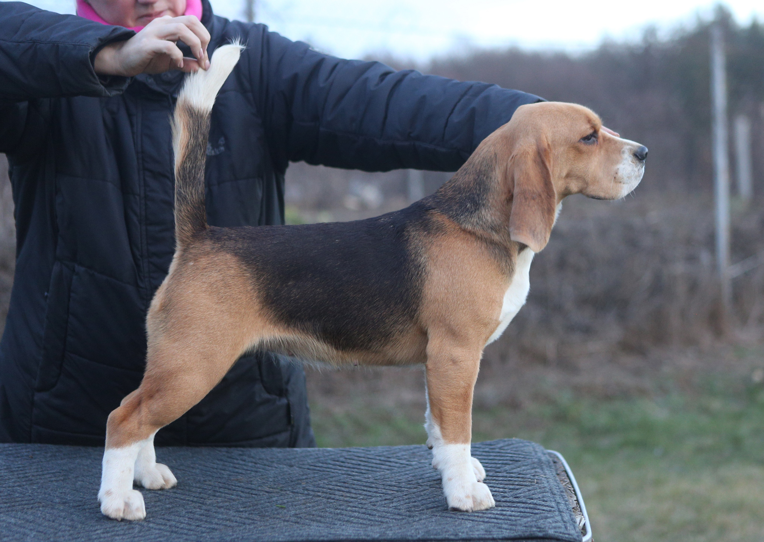 Prince. Питомник биглей Selesta’s Dreams