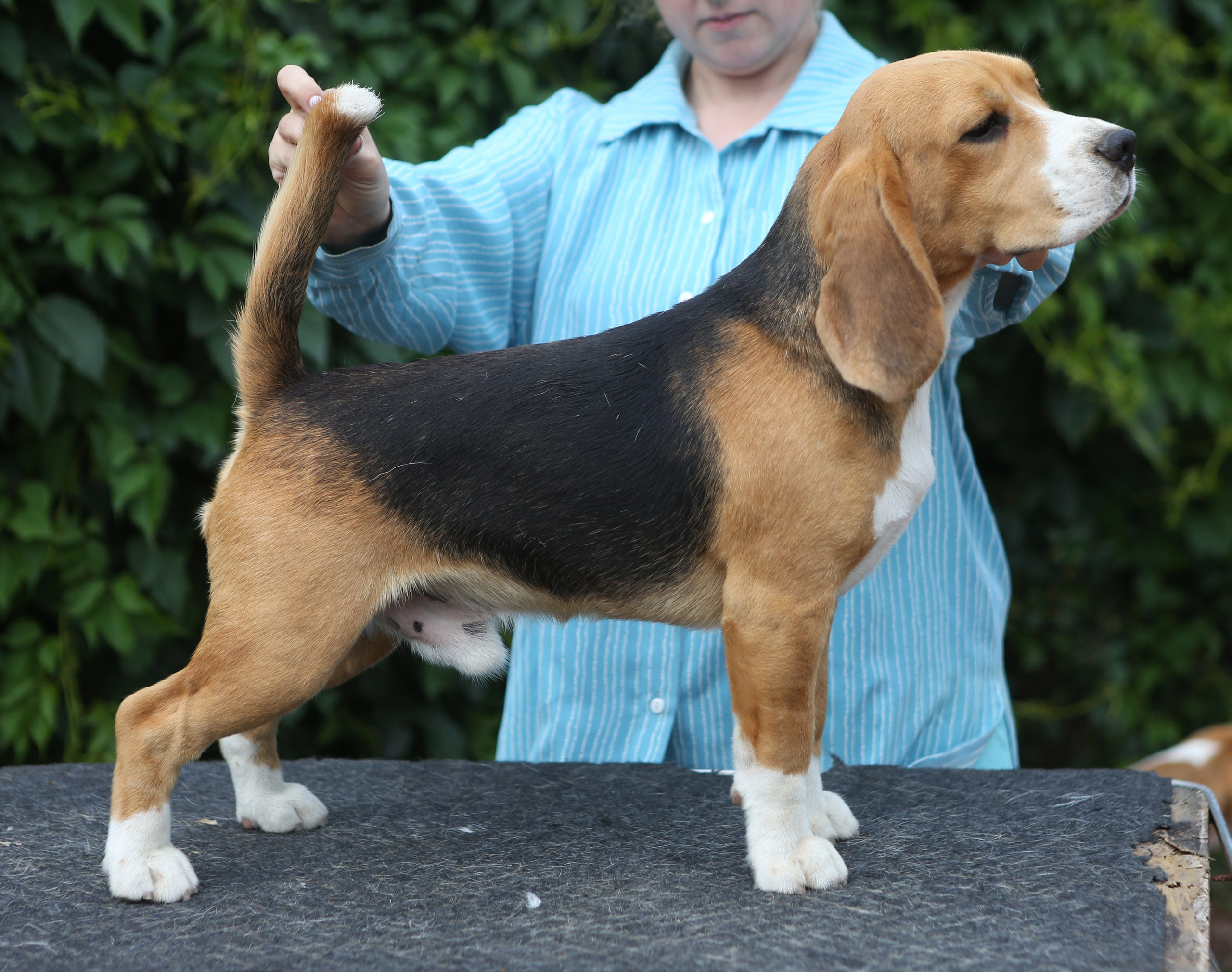 SD Ideal. Розплідник біглей в Україні