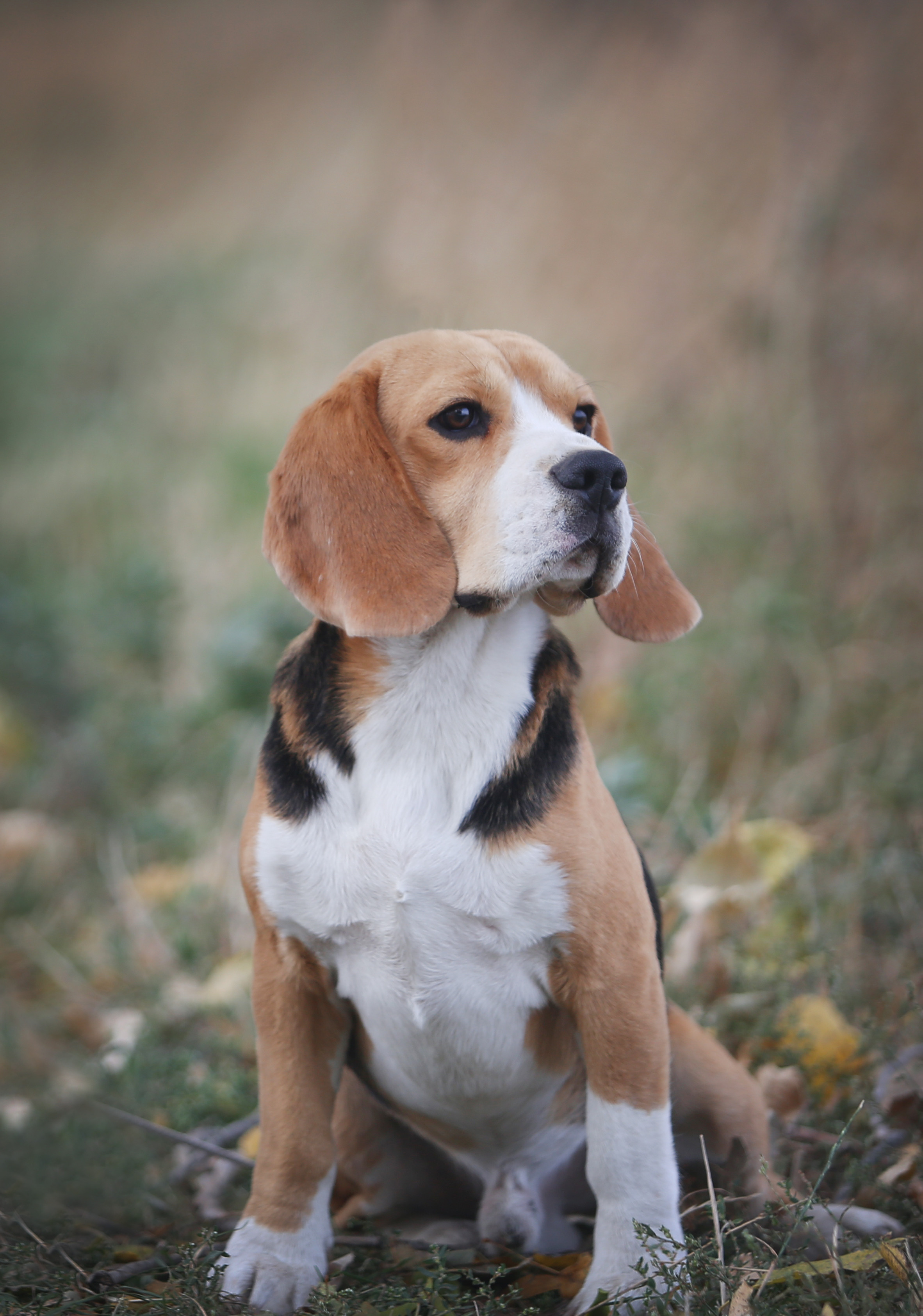 Krepish. Питомник биглей Selesta’s Dreams