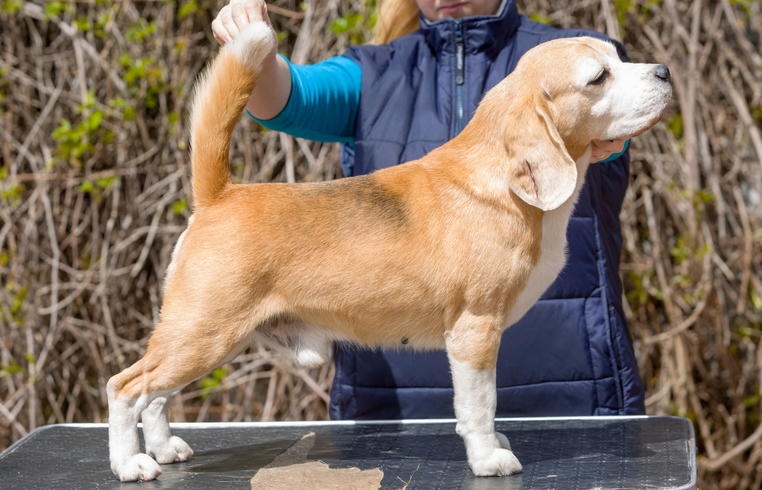 Pocket. Питомник биглей Selesta’s Dreams