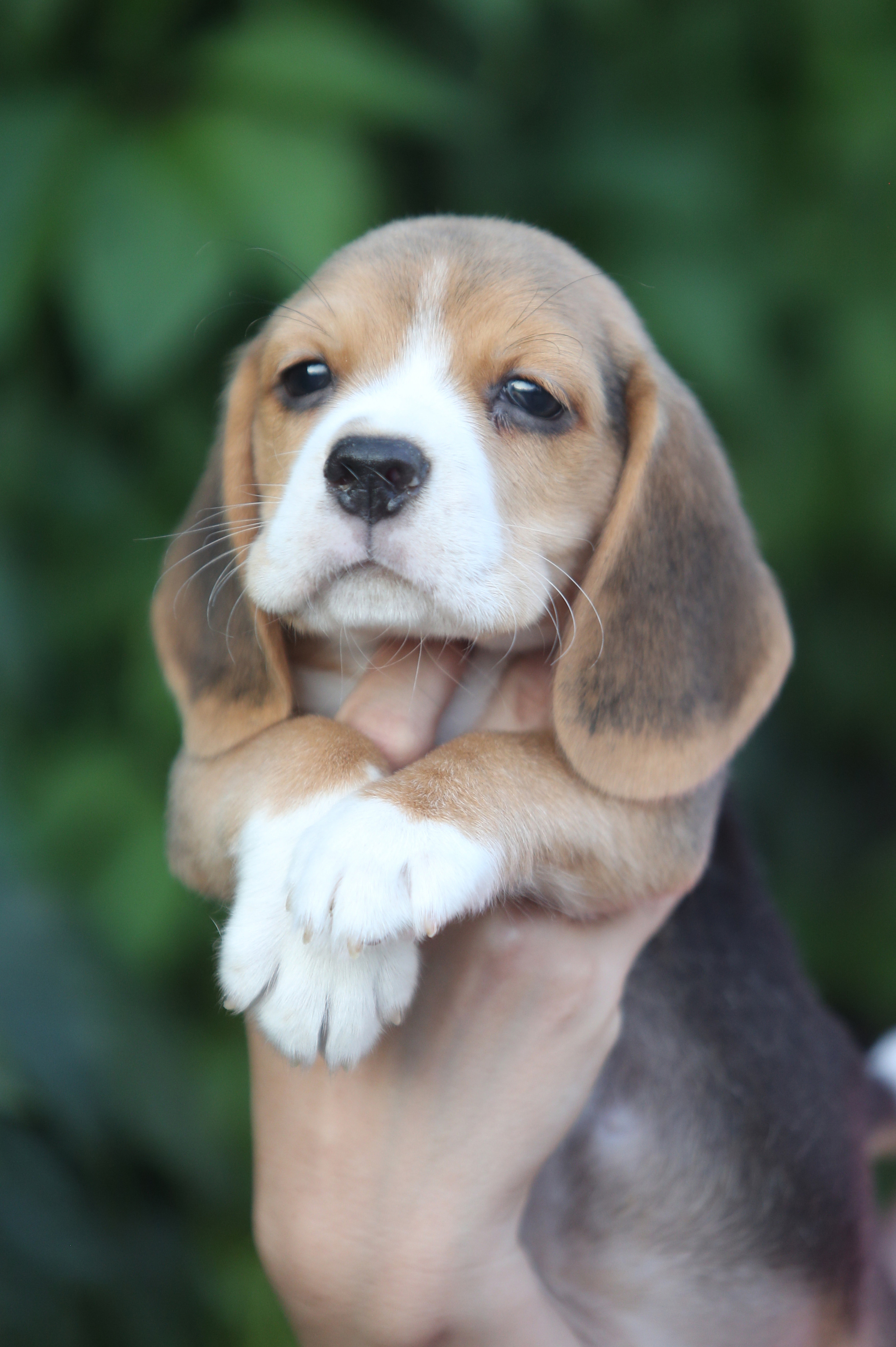 Латте и Принц. Питомник биглей Selesta’s Dreams