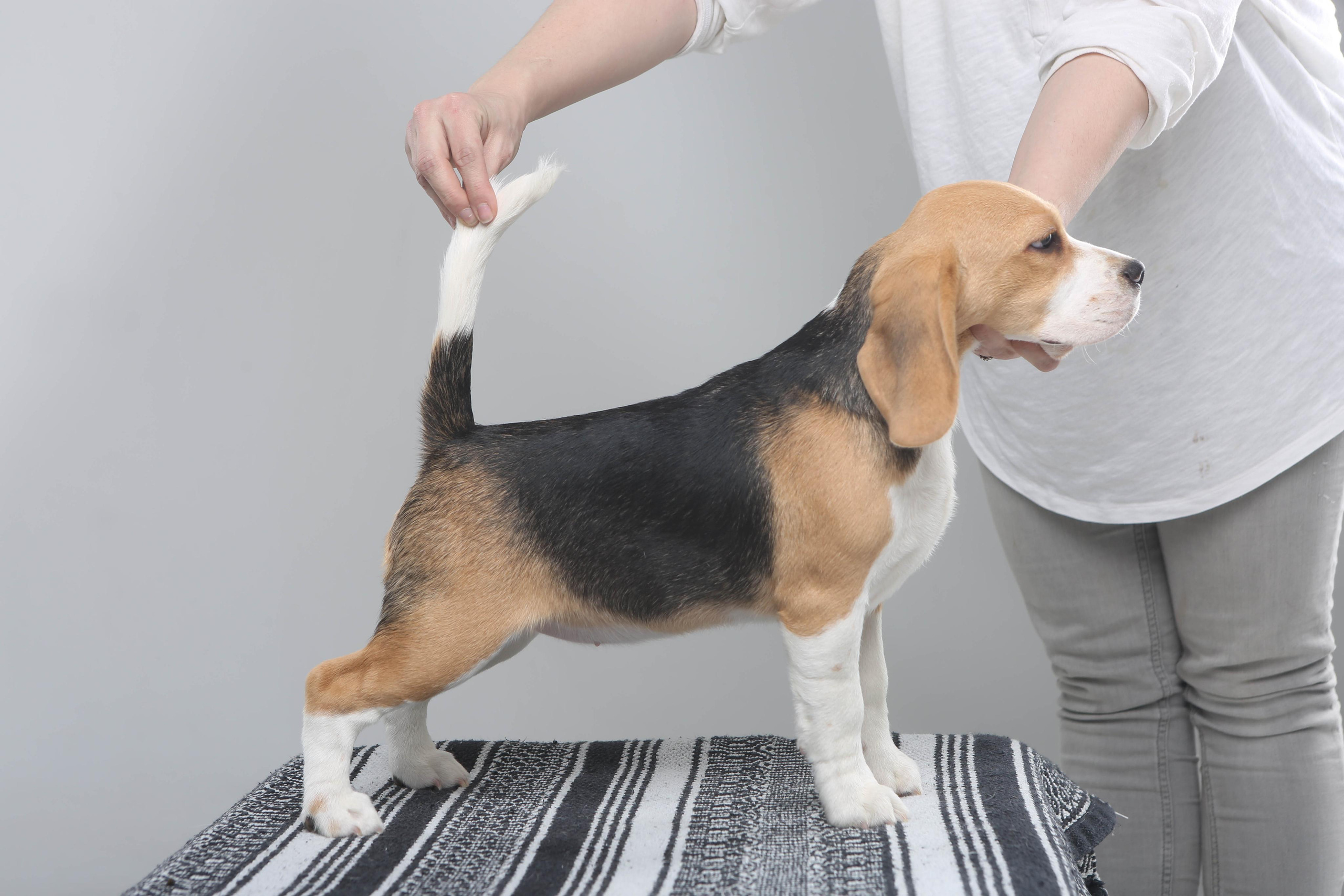 Biscuit. Питомник биглей Selesta’s Dreams