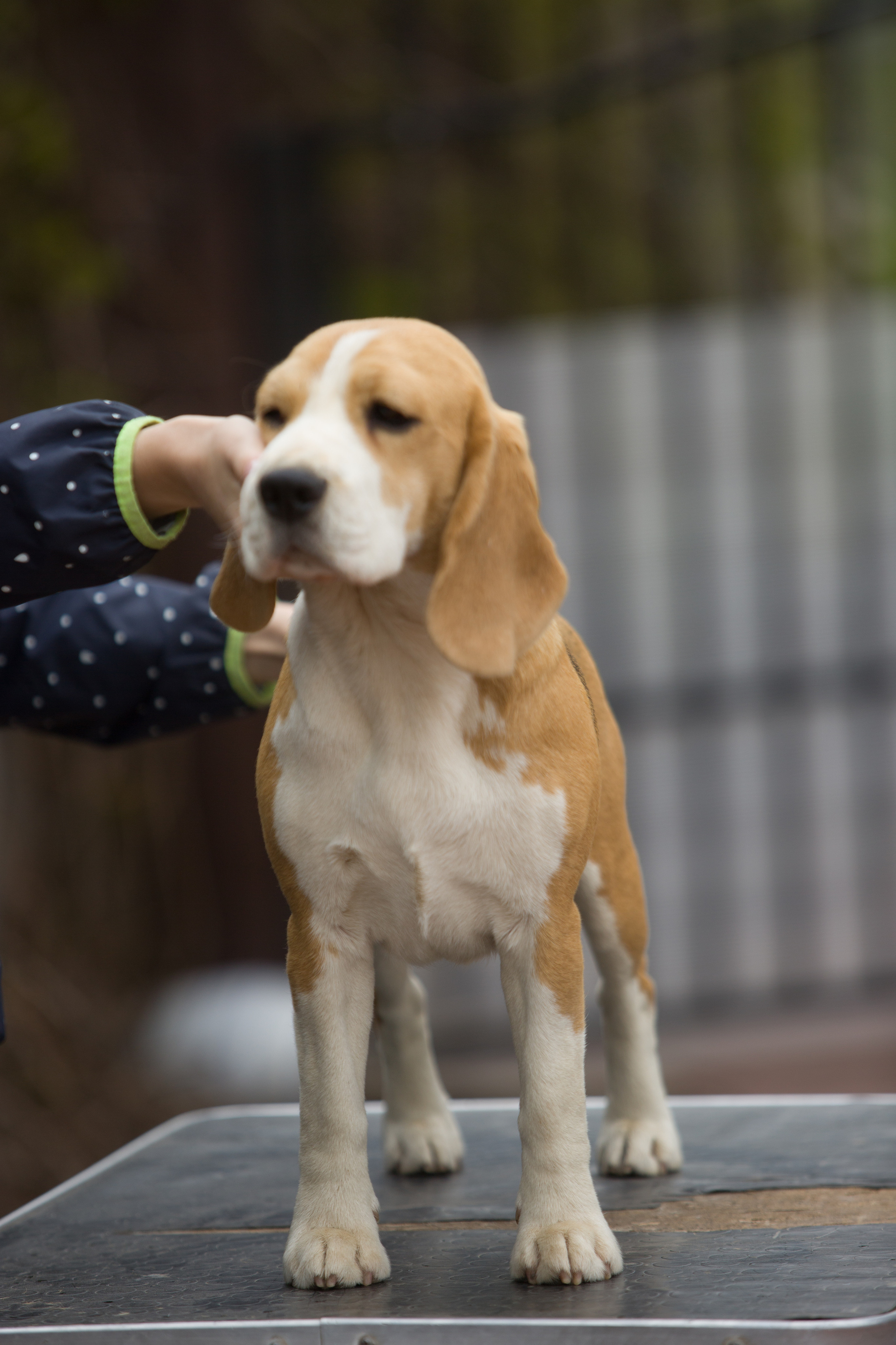 Леста. Розплідник біглей в Україні