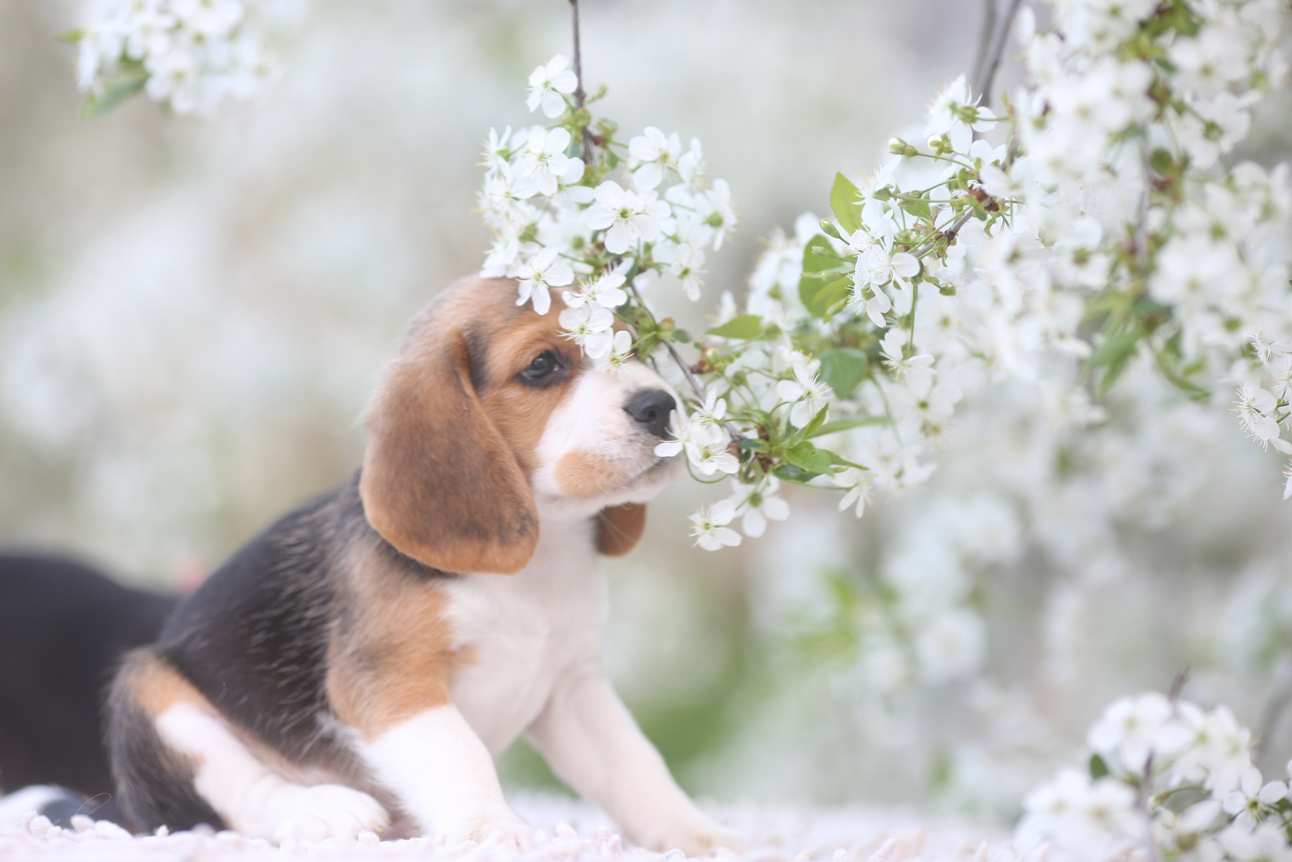 Litter T. Розплідник біглей в Україні