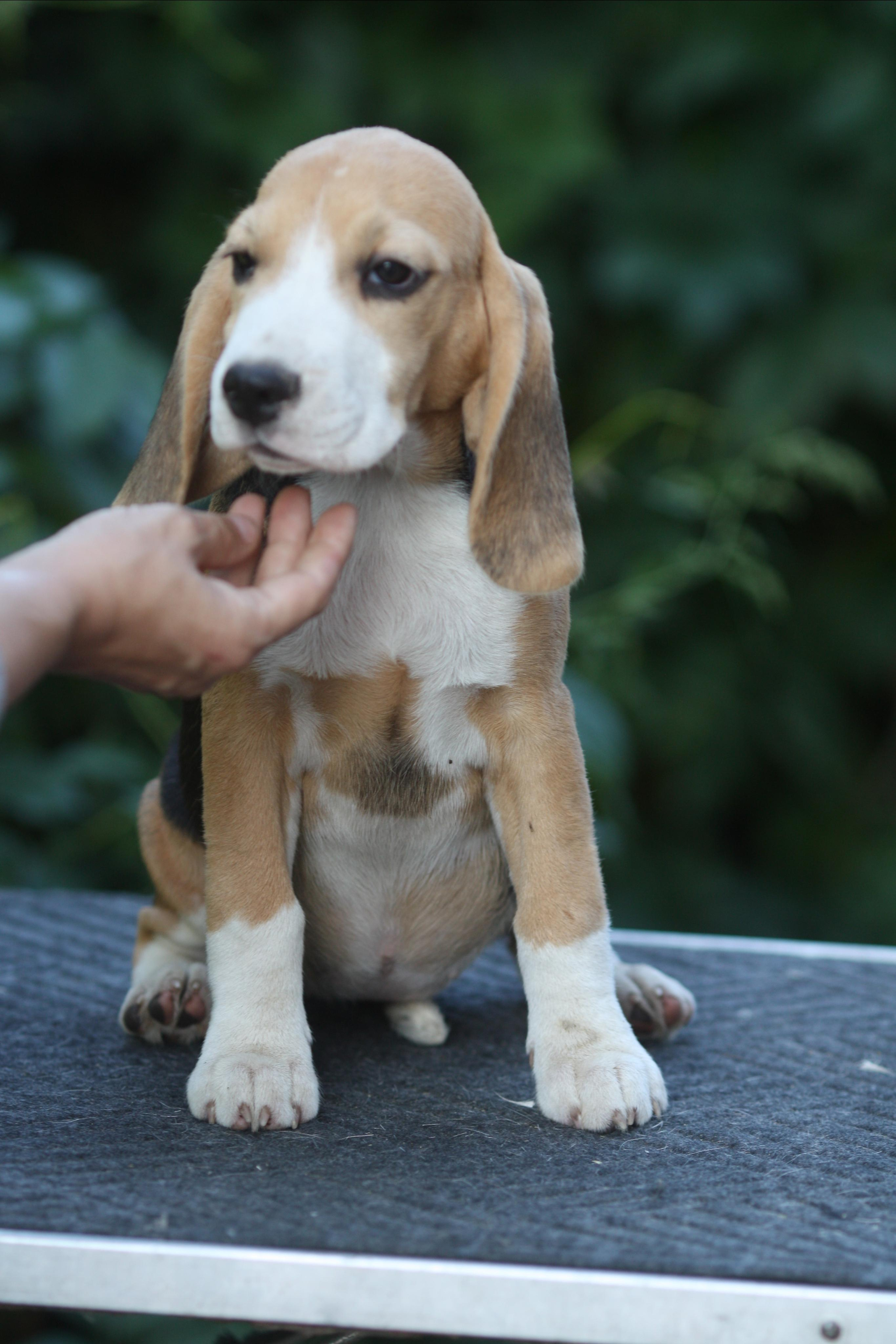 Леста и Єрик. Питомник биглей Selesta’s Dreams