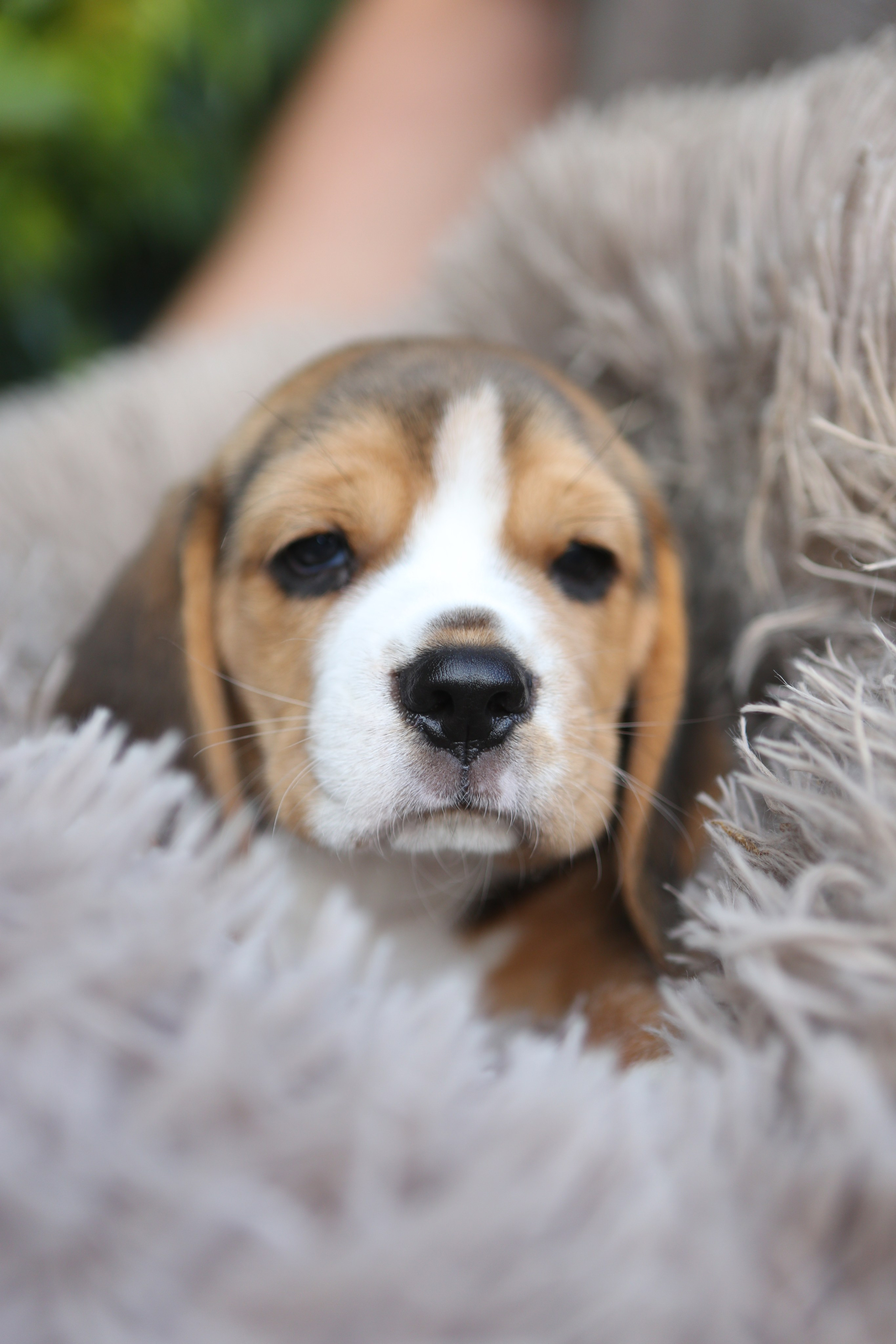 Жан. Розплідник біглей в Україні