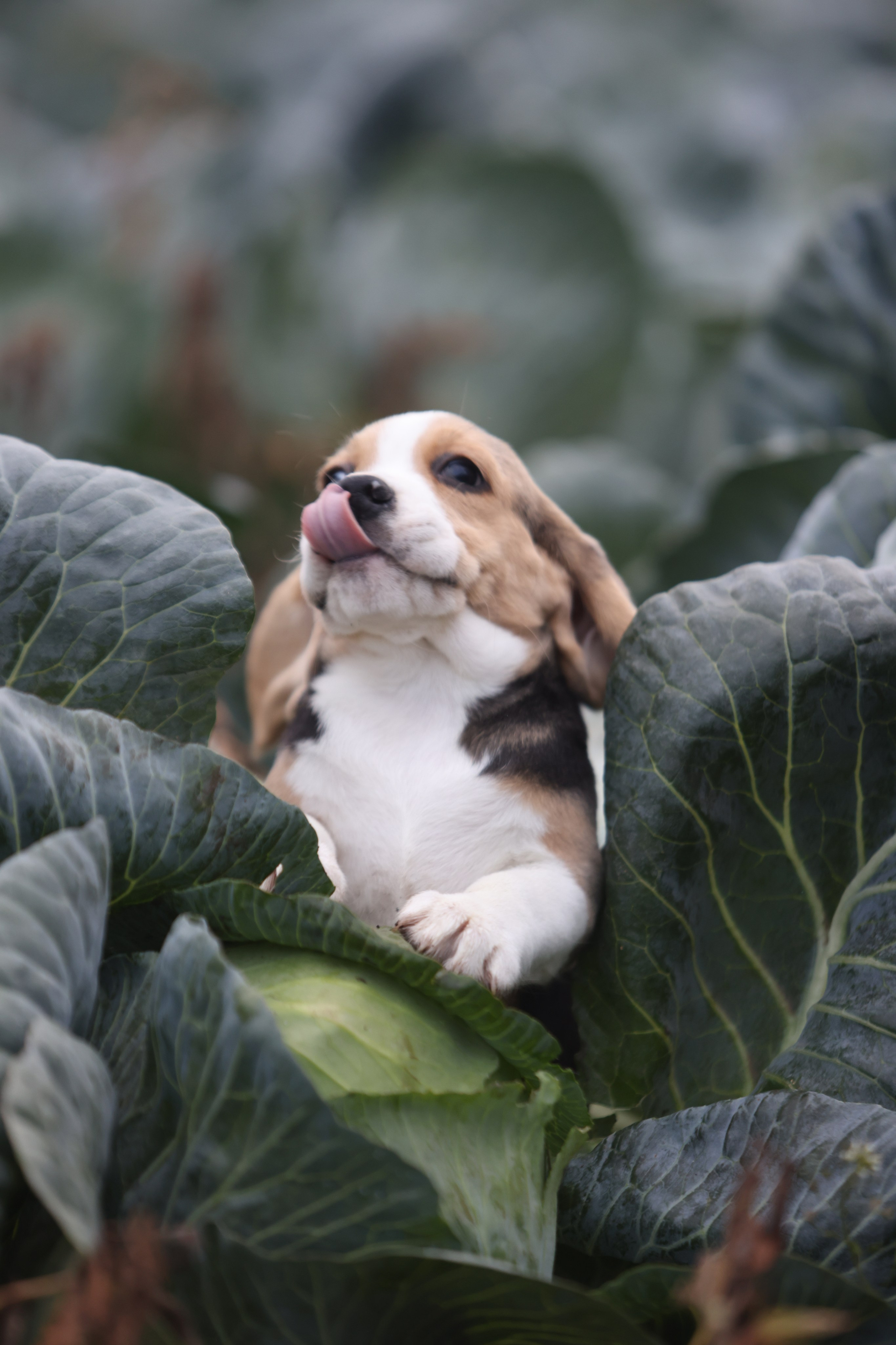 Приплод U. Розплідник біглей в Україні