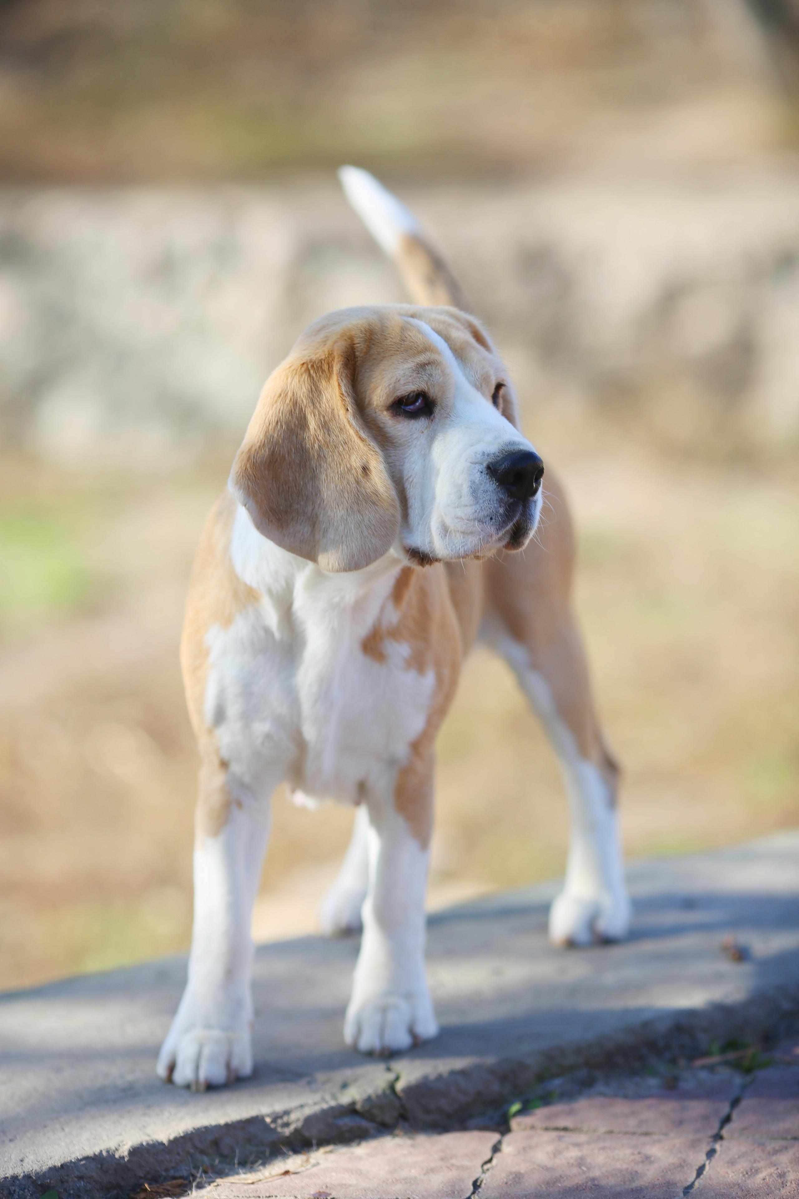 Леста. Розплідник біглей в Україні