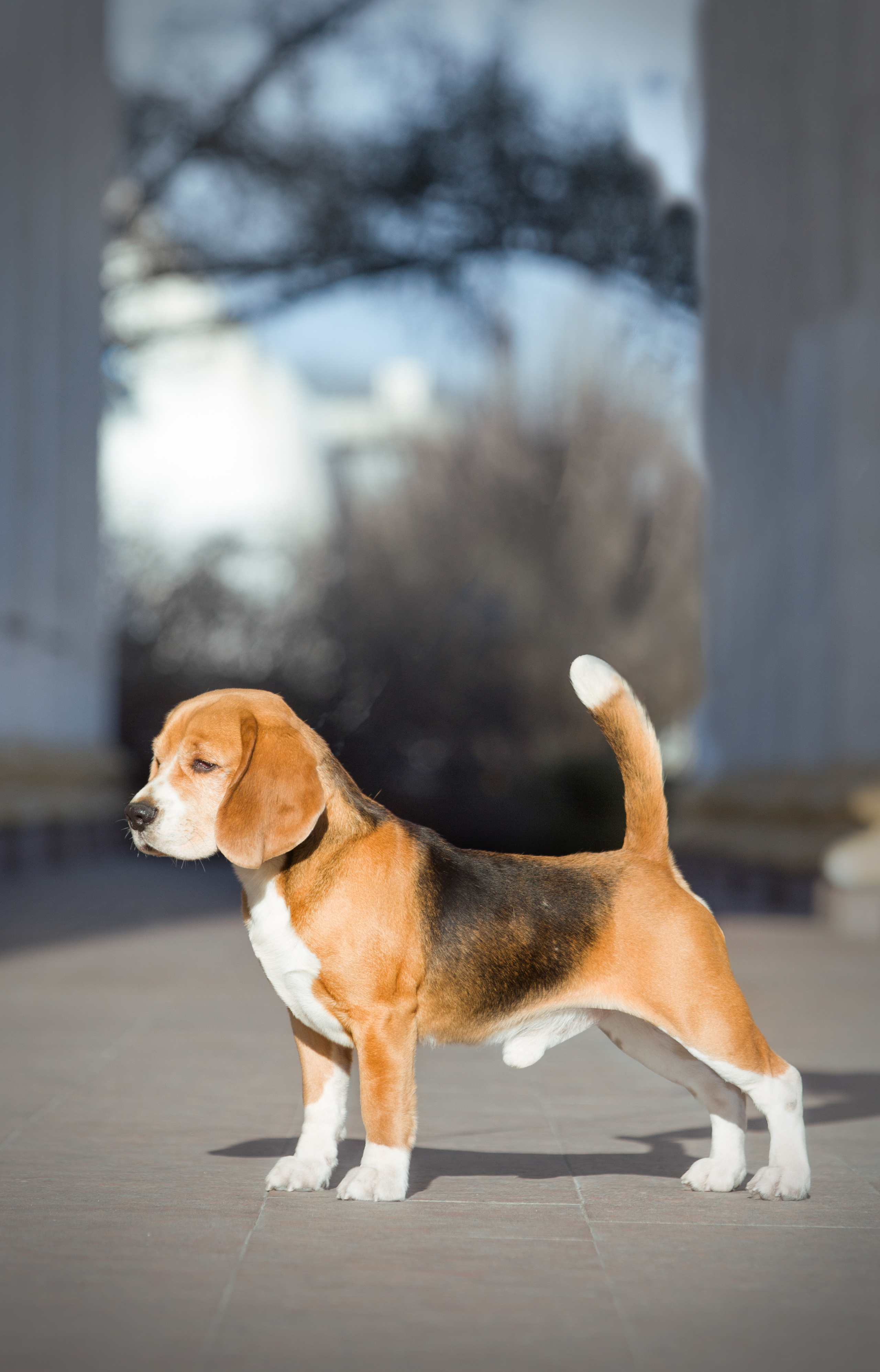 Prince. Питомник биглей Selesta’s Dreams