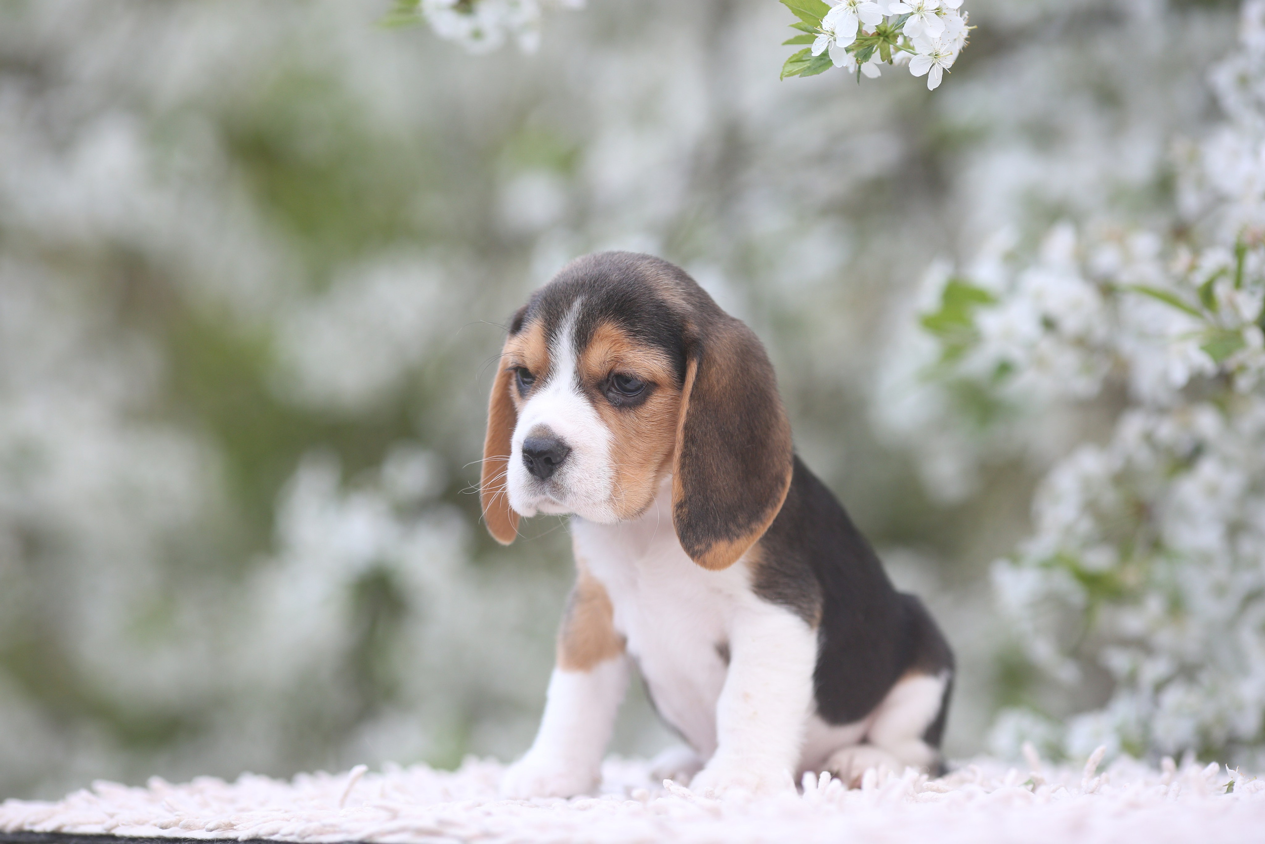 Litter T. Розплідник біглей в Україні