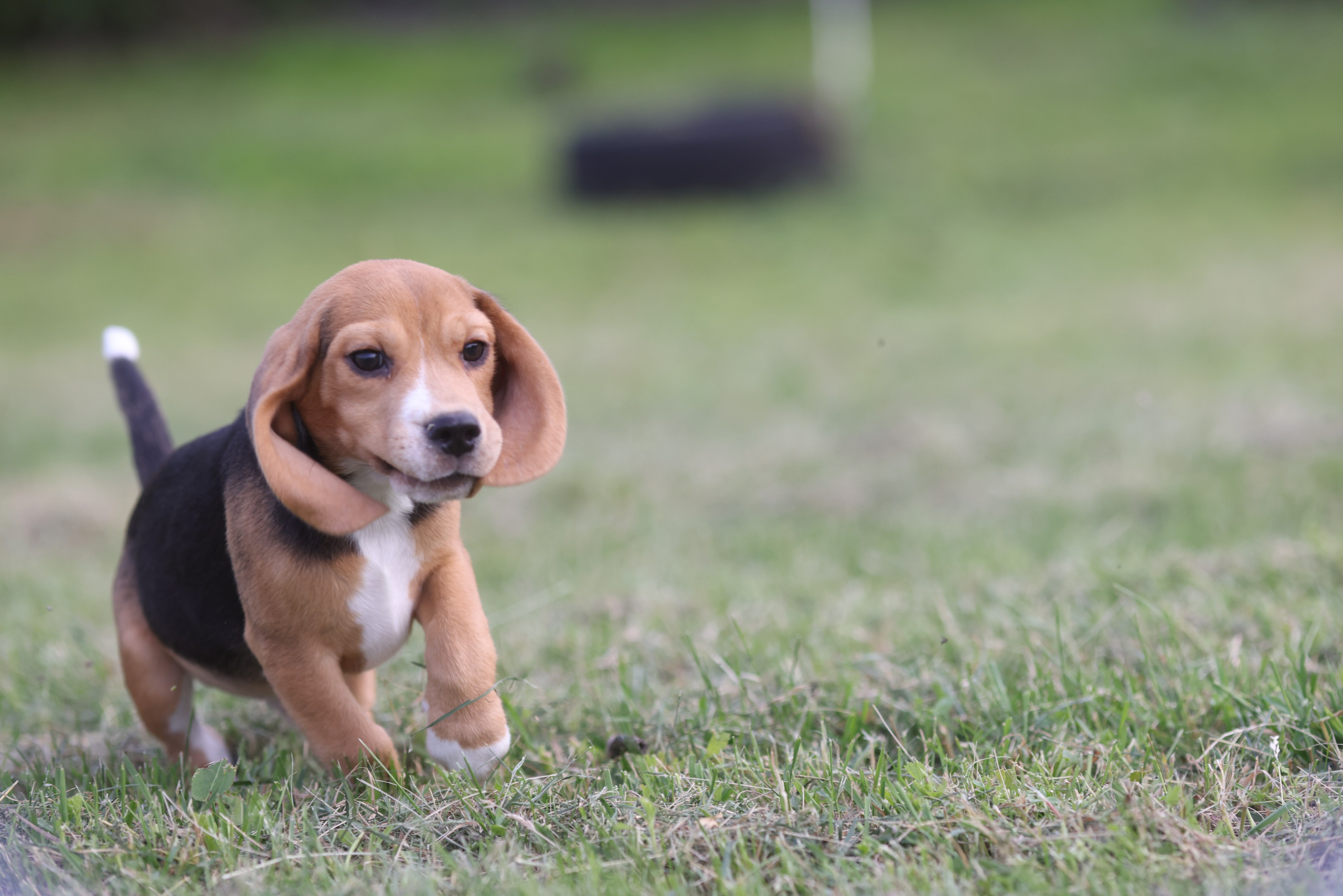 Litter T. Розплідник біглей в Україні