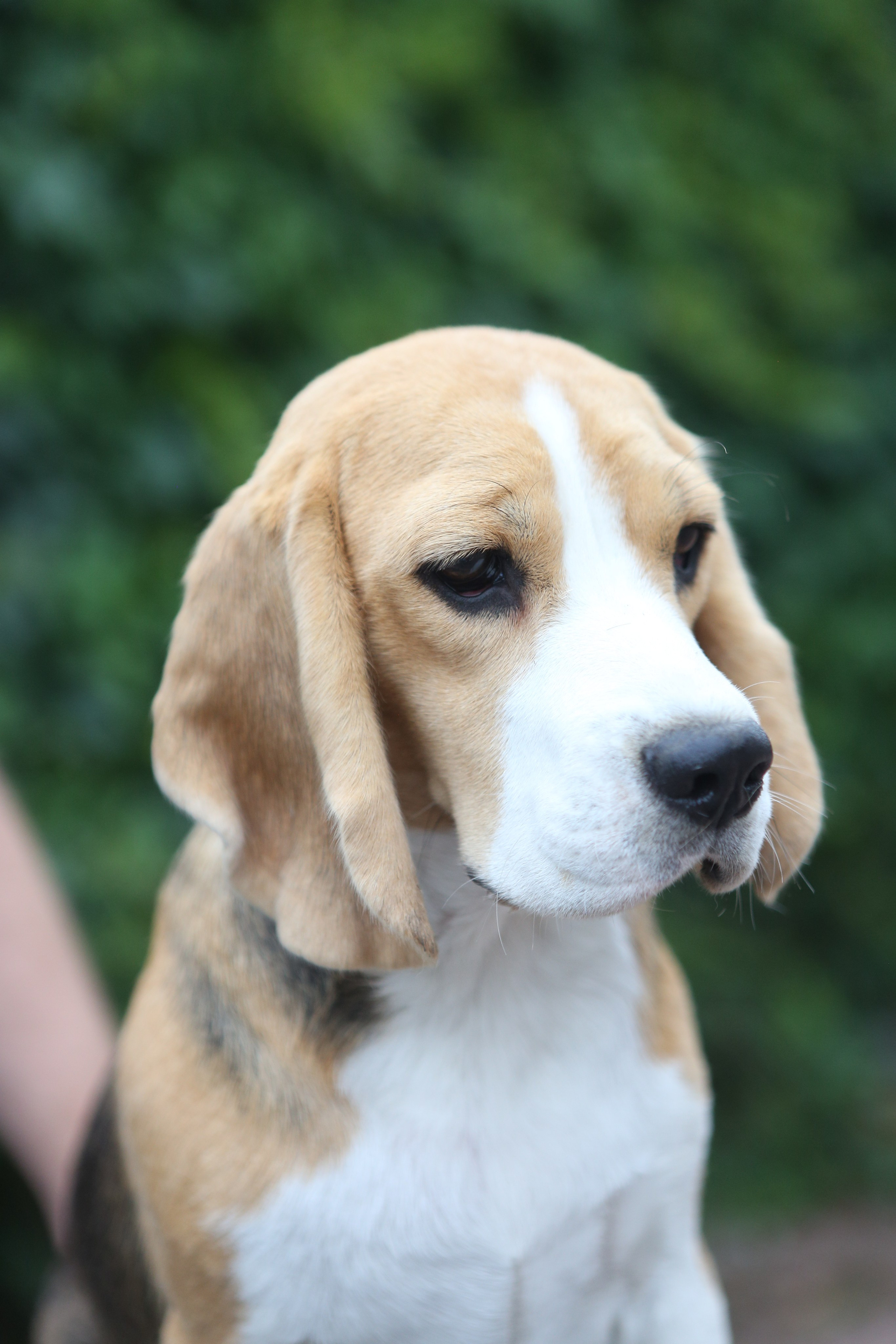 Мирабель. Питомник биглей Selesta’s Dreams