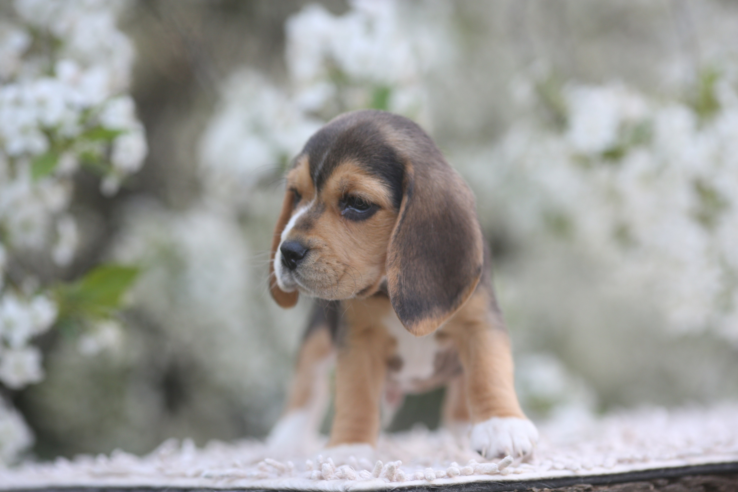 Litter T. Розплідник біглей в Україні