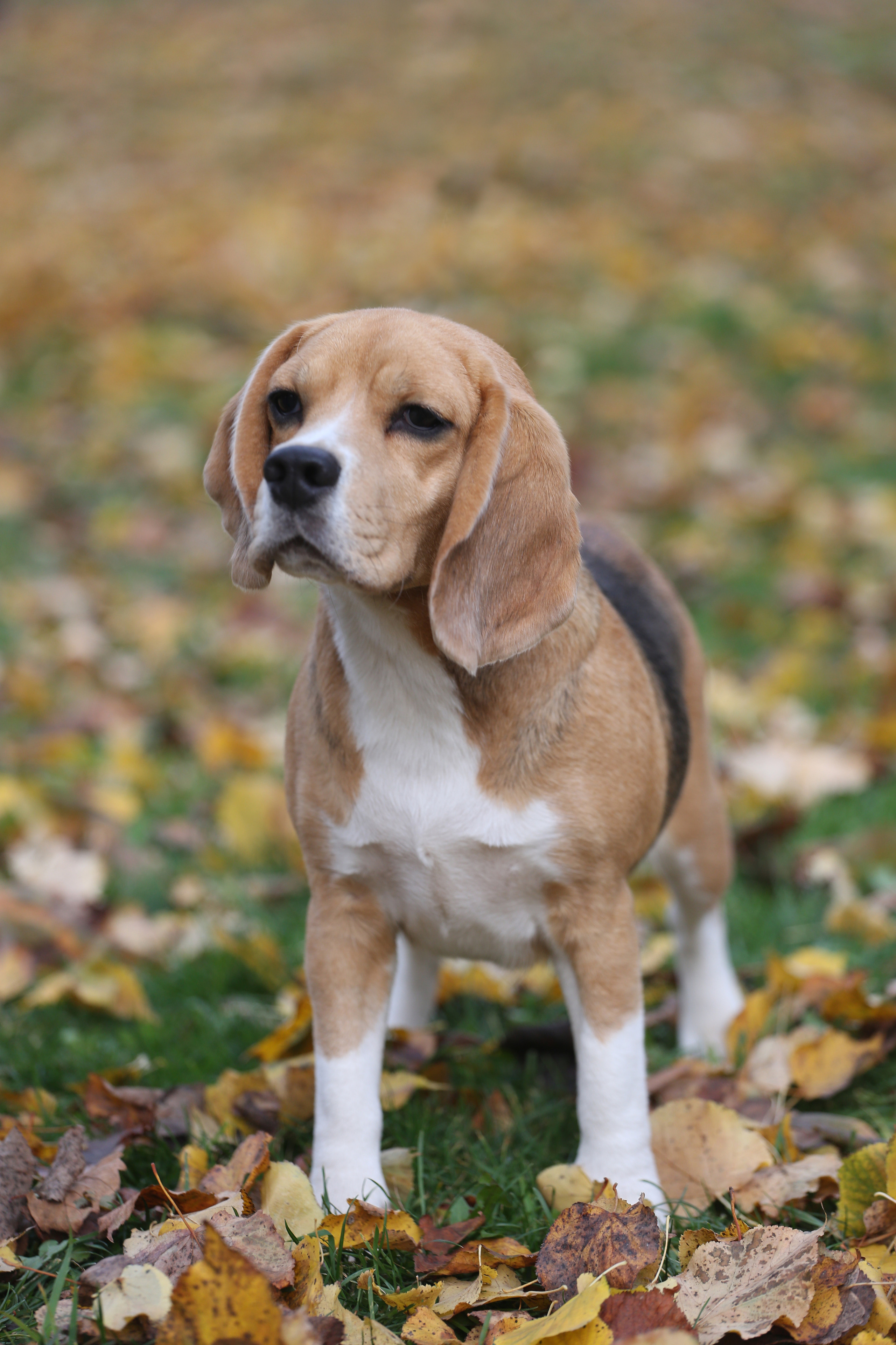 Керри. Розплідник біглей в Україні
