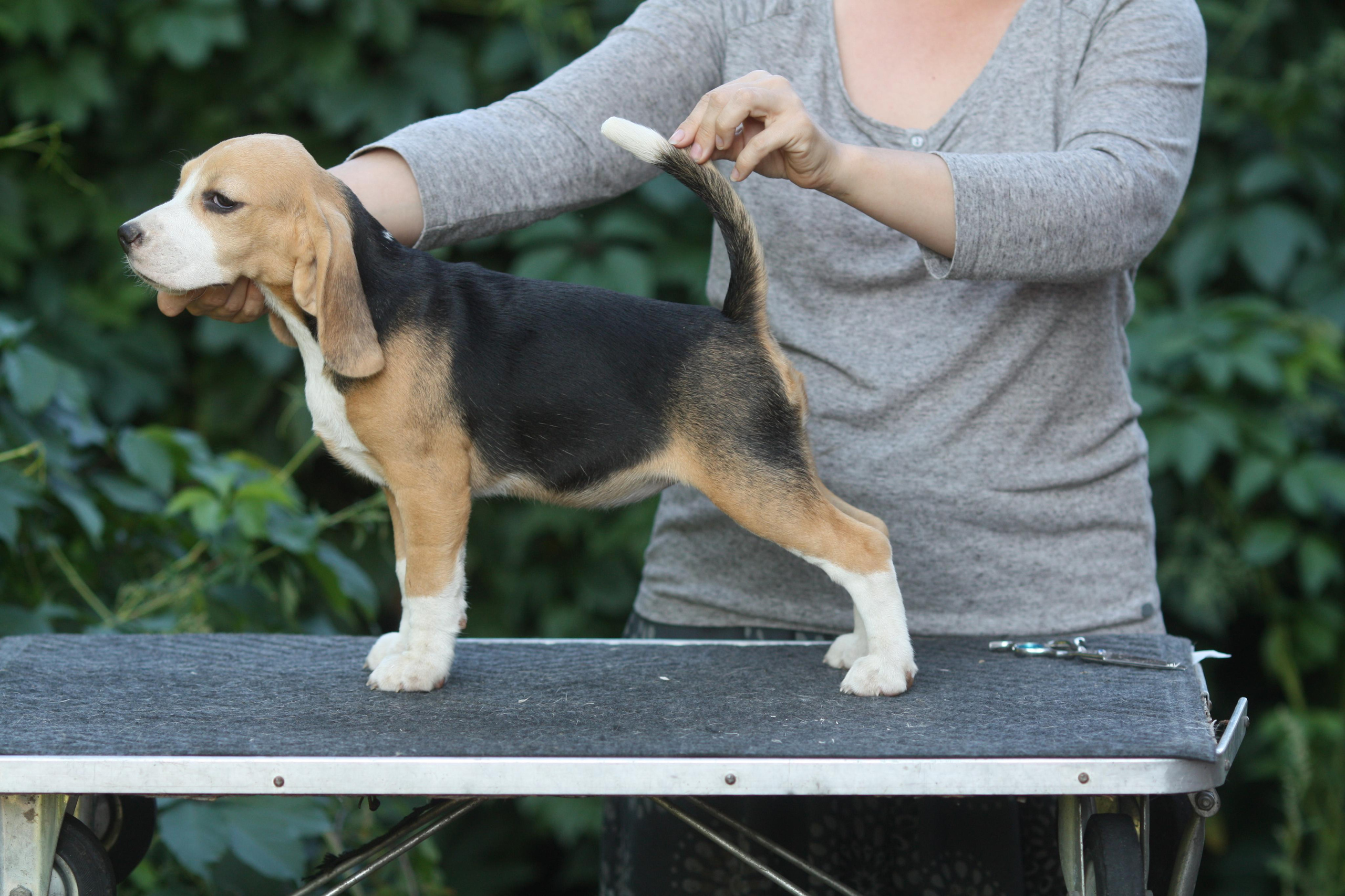 Леста и Єрик. Питомник биглей Selesta’s Dreams