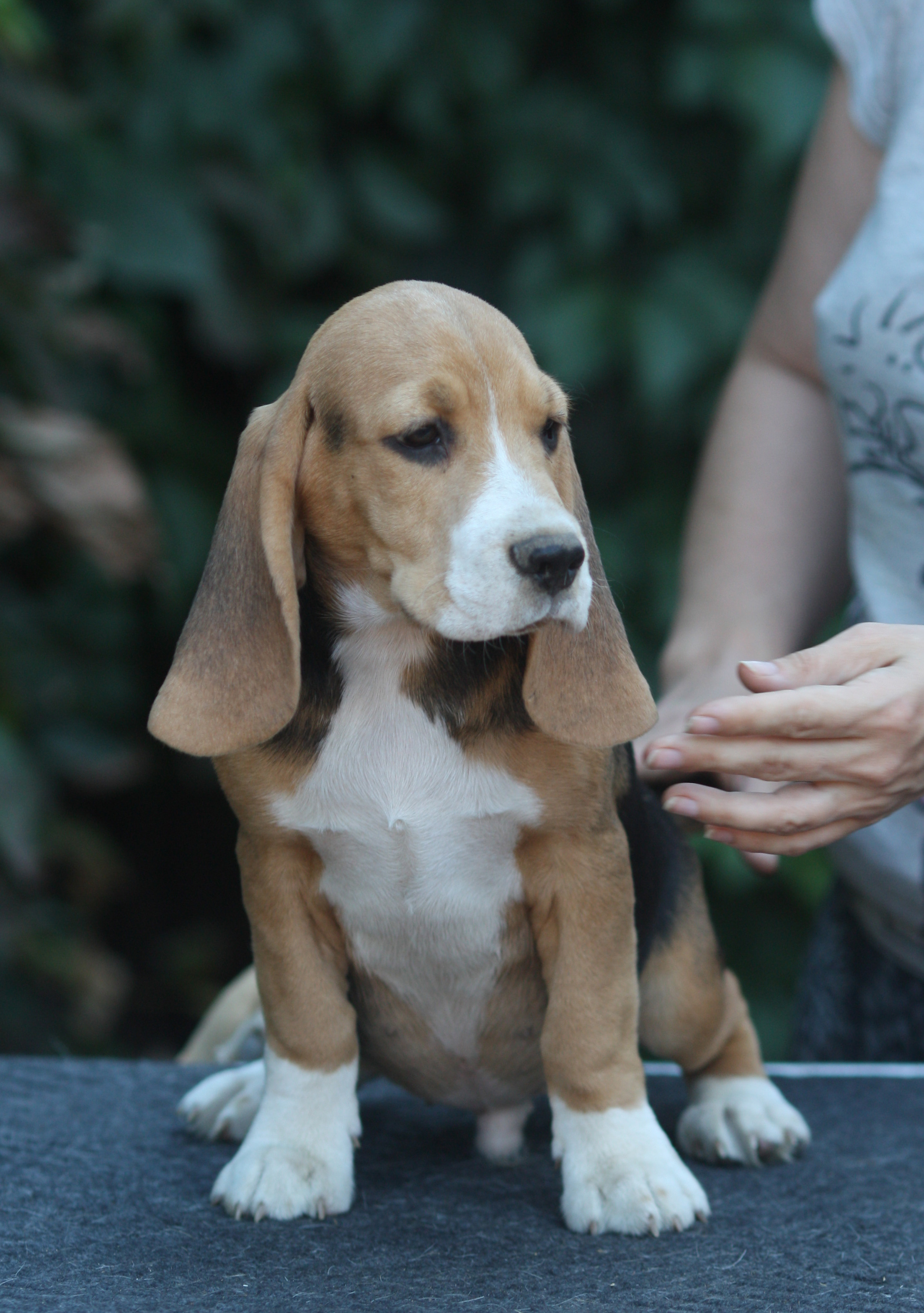 Латте и Принц. Питомник биглей Selesta’s Dreams