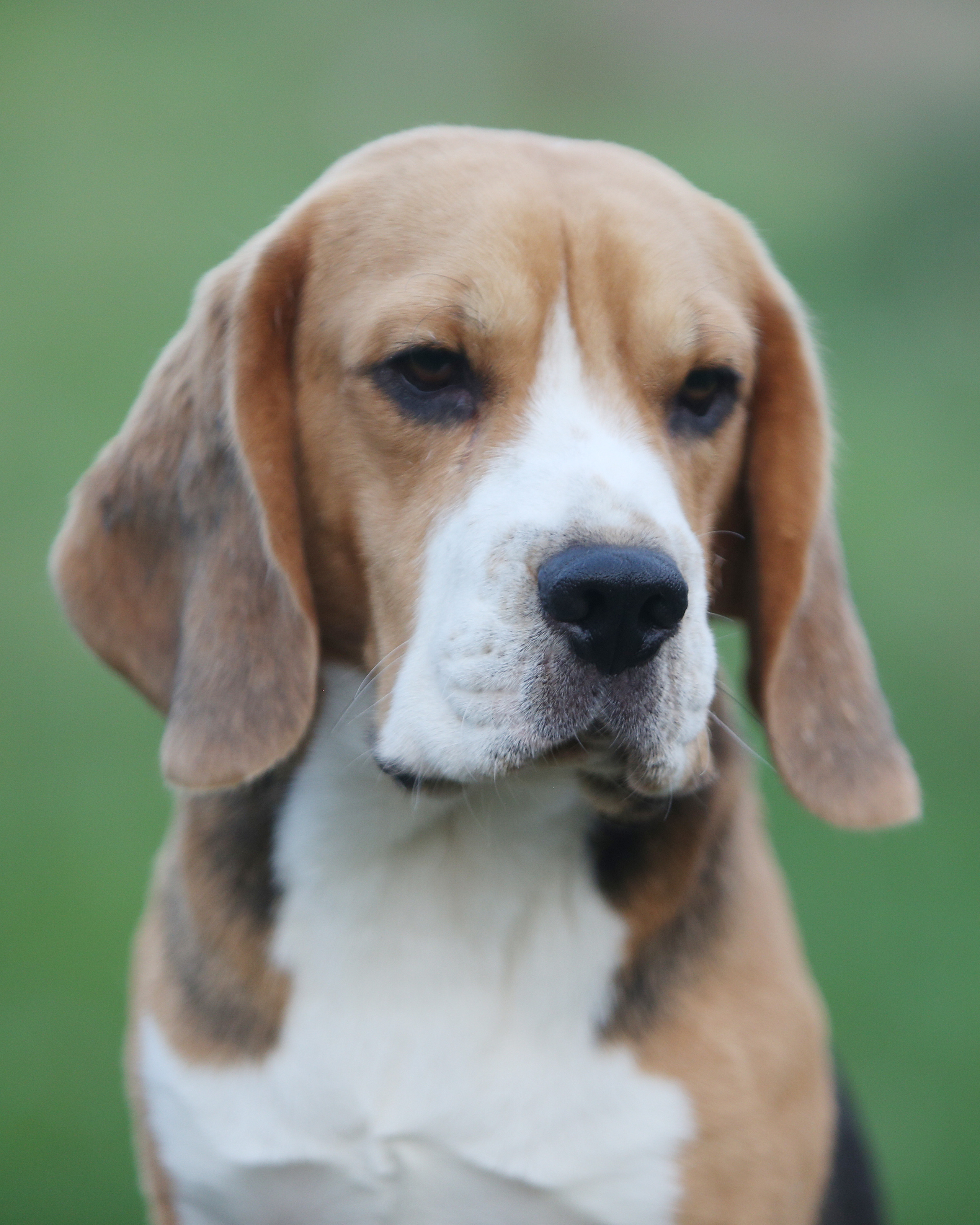 Ксандер. Розплідник біглей в Україні