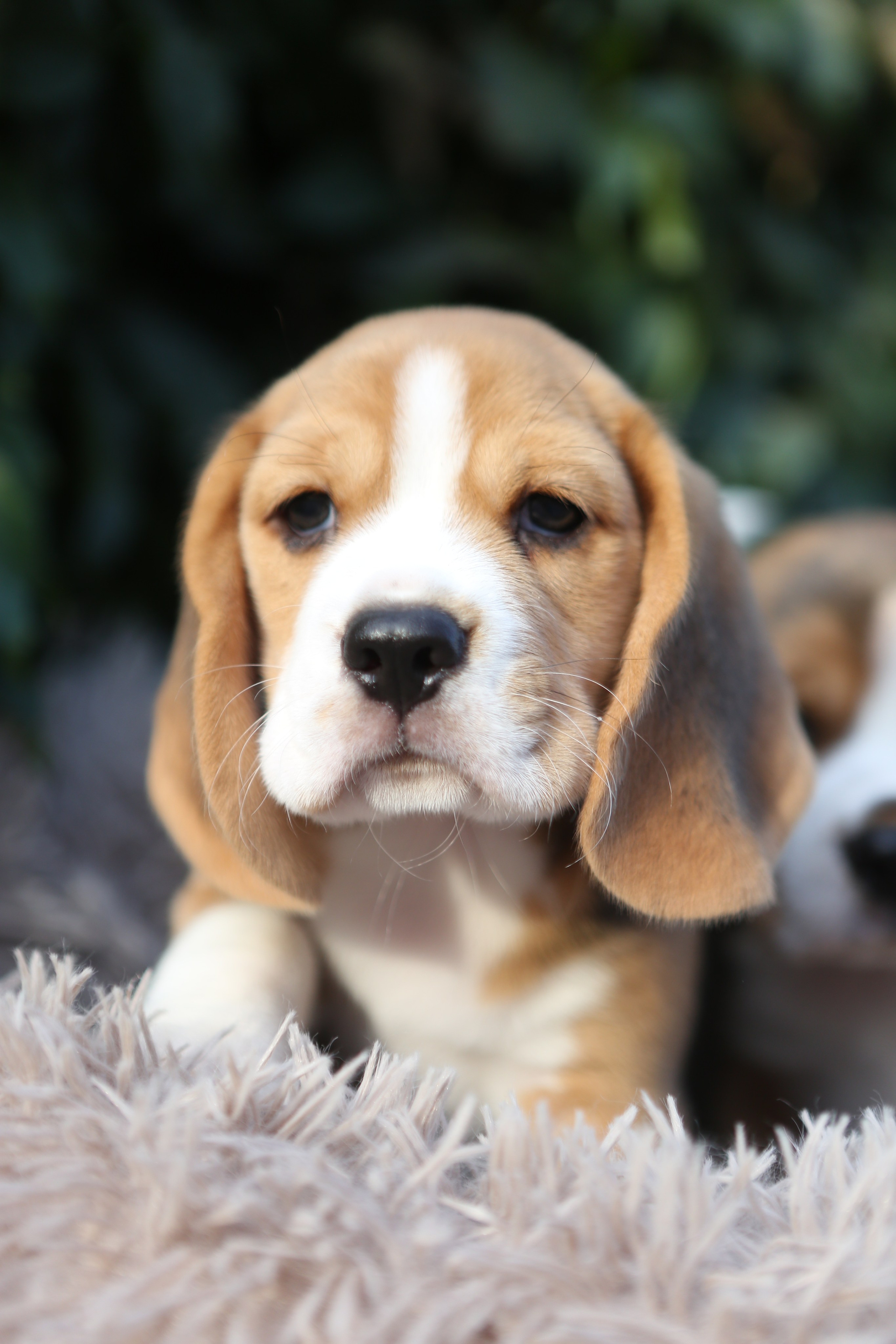 Кофе. Питомник биглей Selesta’s Dreams