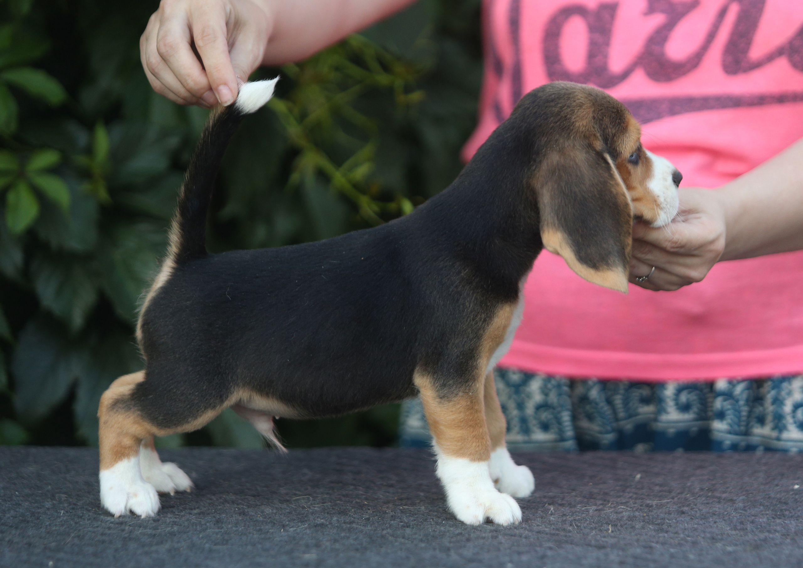 Латте и Принц. Питомник биглей Selesta’s Dreams