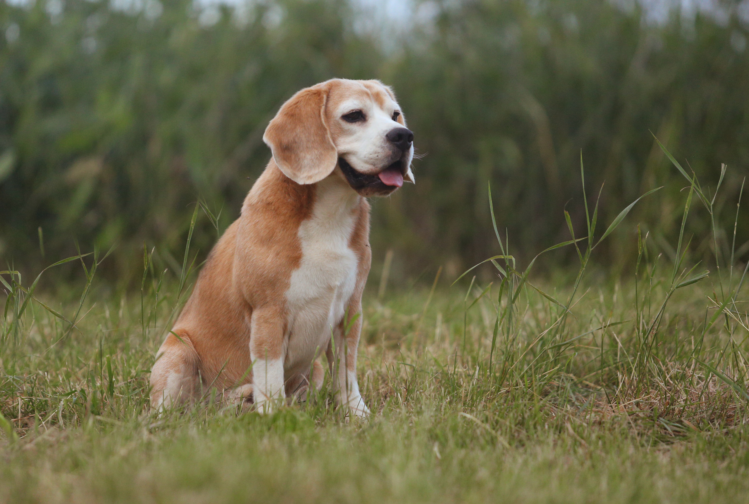 Pocket. Питомник биглей Selesta’s Dreams