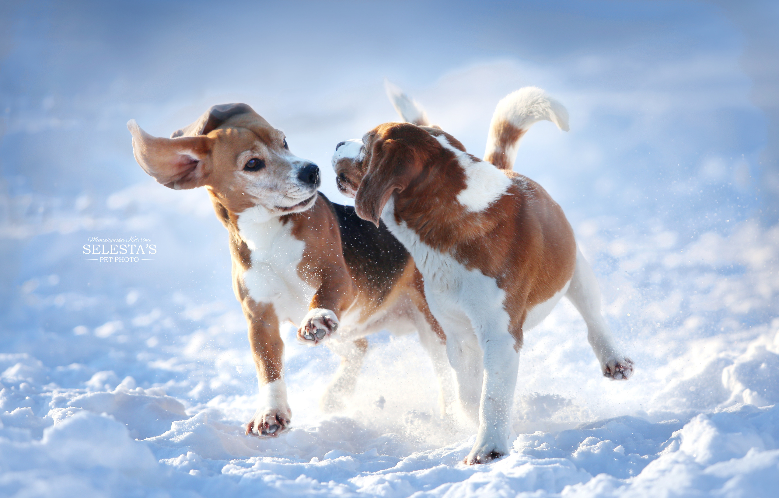 Питомник биглей Selesta’s Dreams