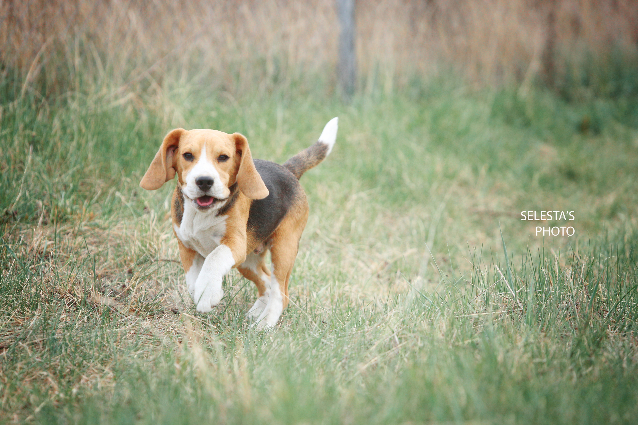 Ксандер. Розплідник біглей в Україні
