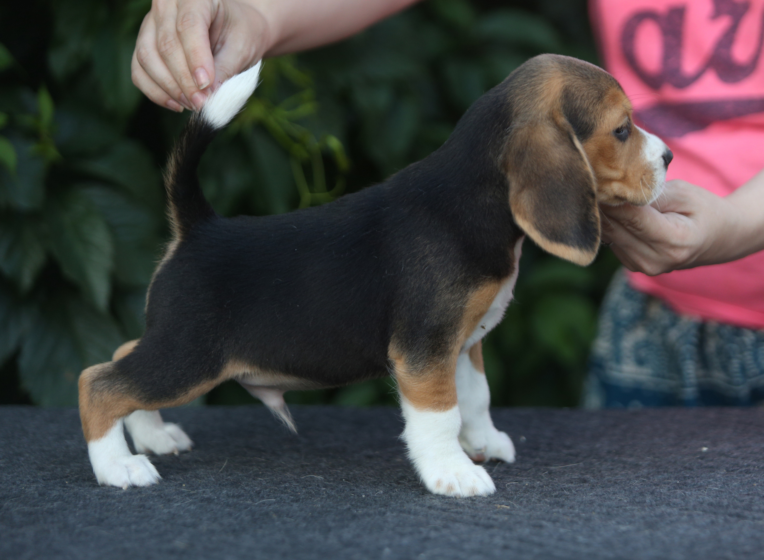 Латте и Принц. Питомник биглей Selesta’s Dreams