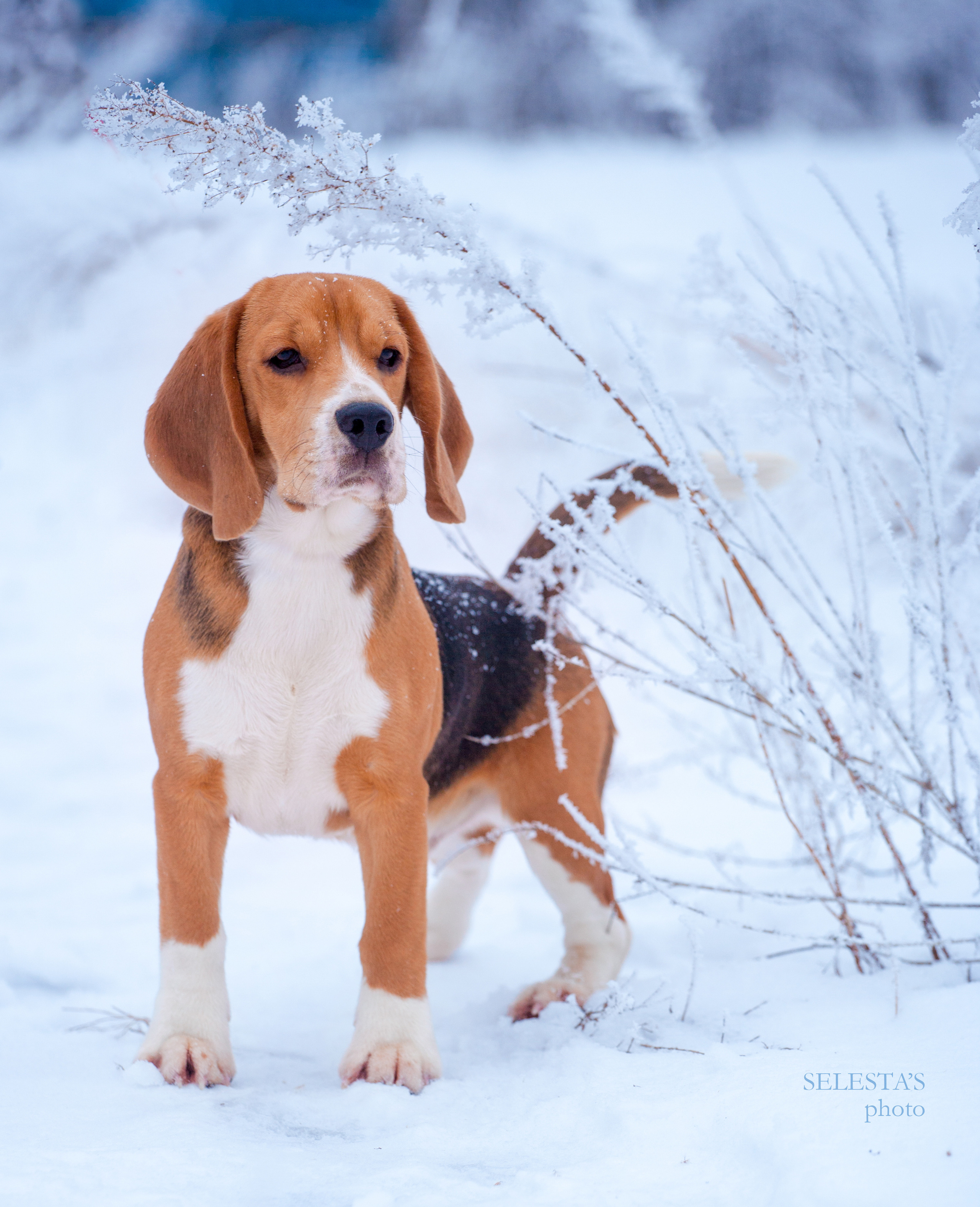 Prince. Питомник биглей Selesta’s Dreams