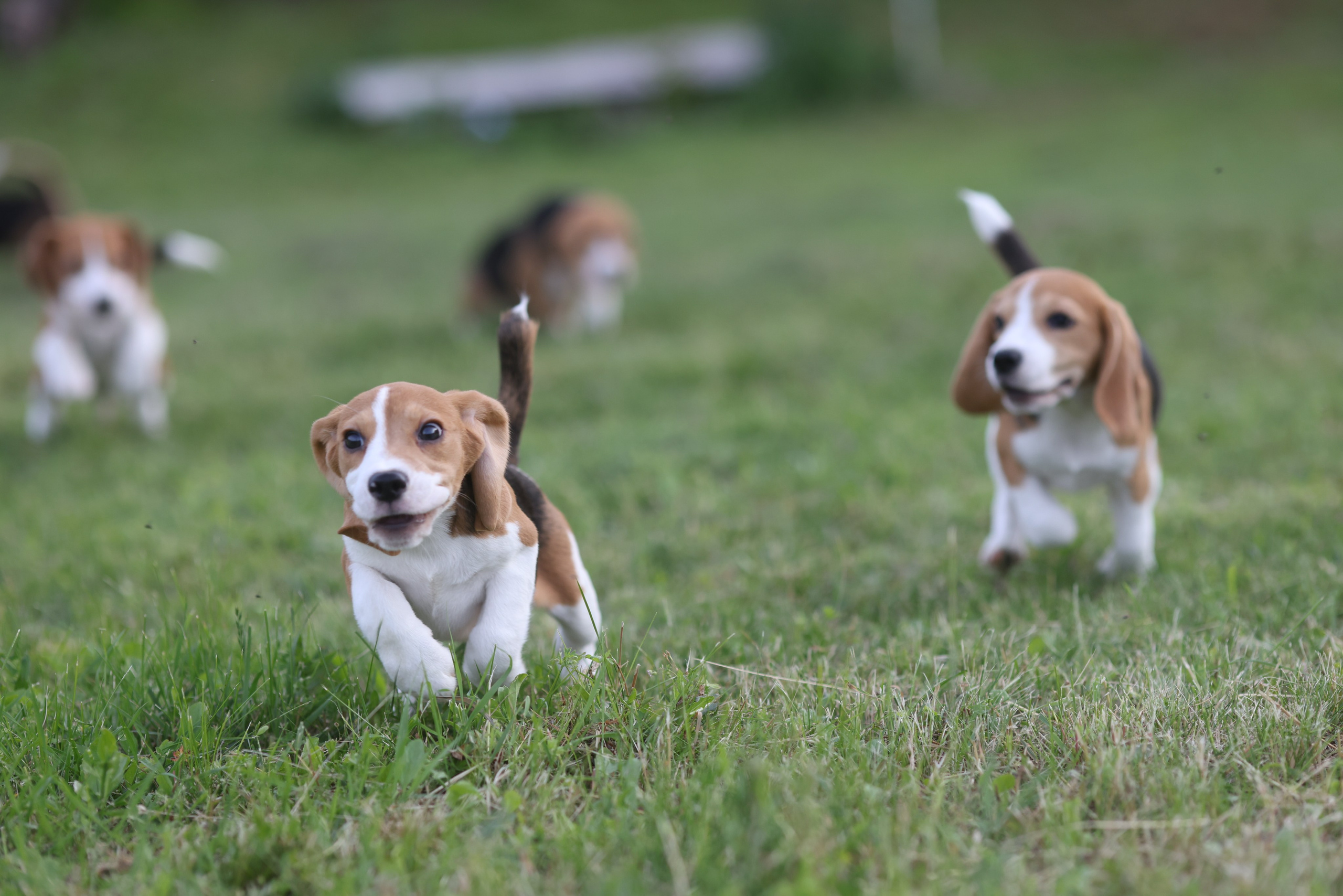 Litter T. Розплідник біглей в Україні