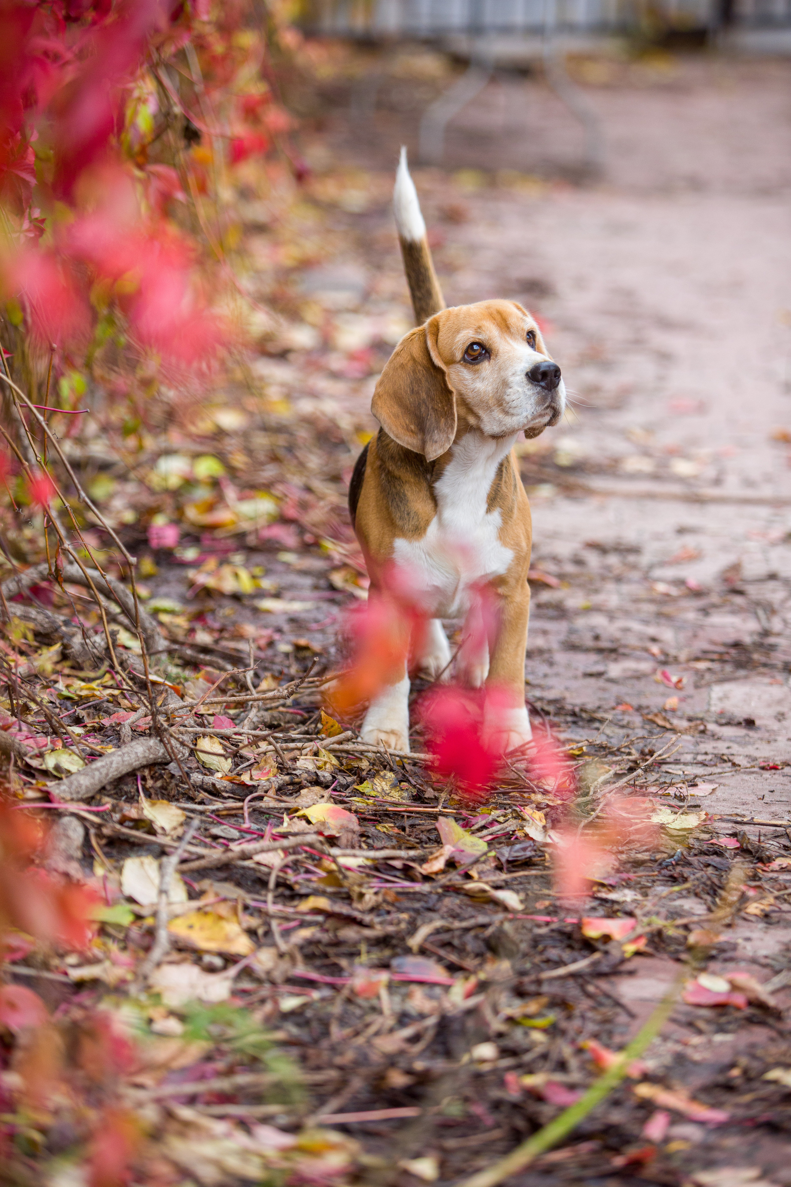 Prince. Питомник биглей Selesta’s Dreams