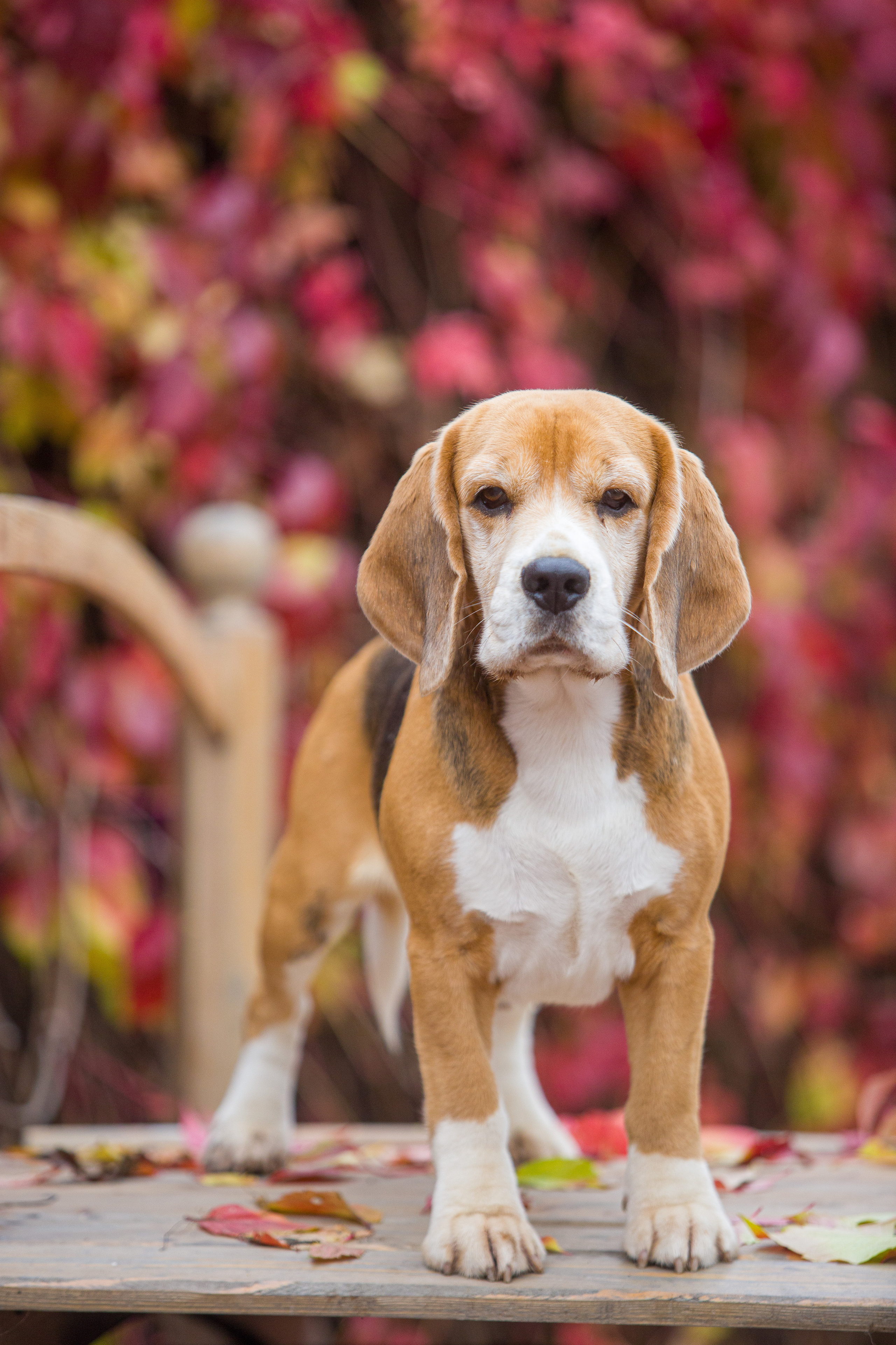 Prince. Питомник биглей Selesta’s Dreams