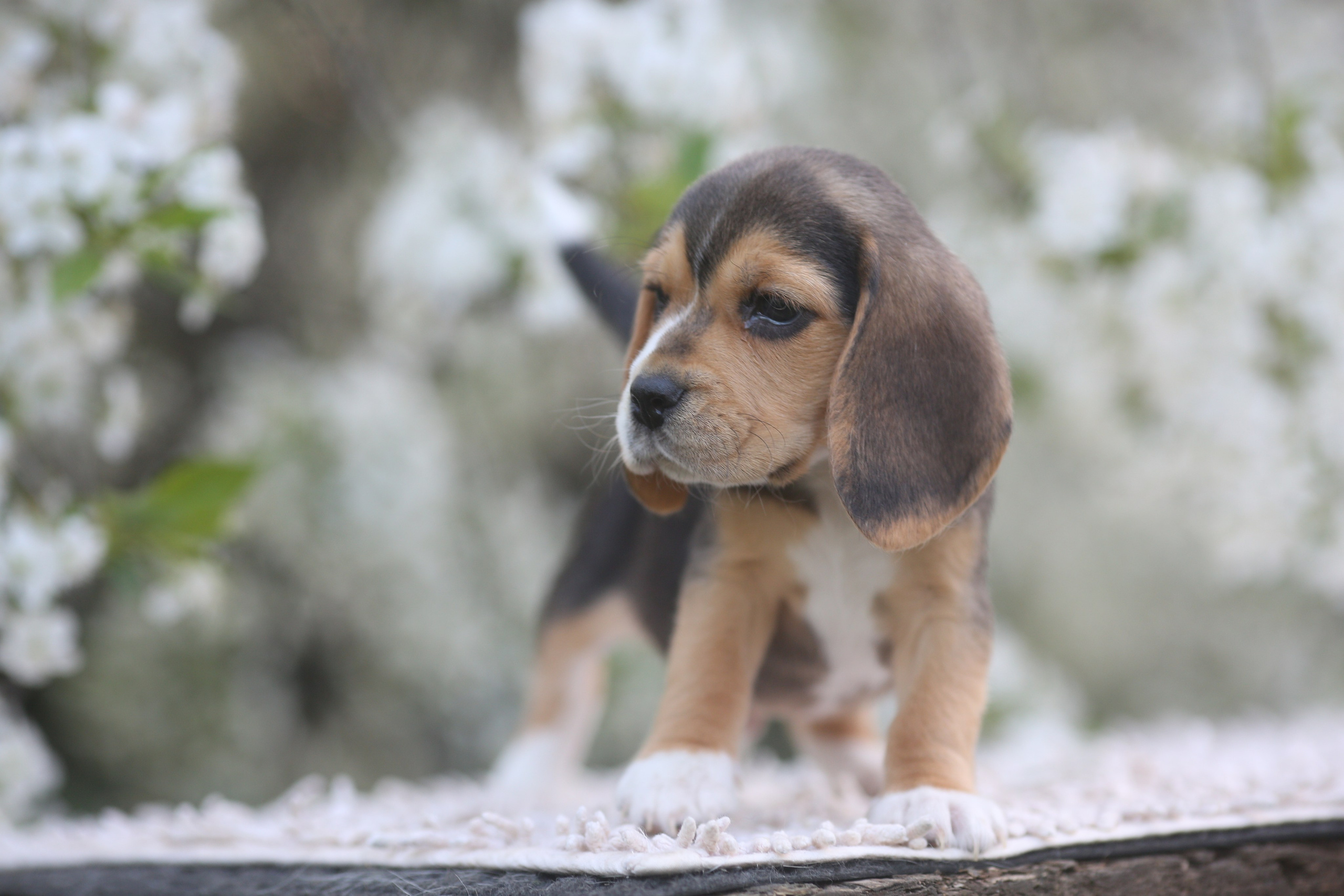 Litter T. Розплідник біглей в Україні