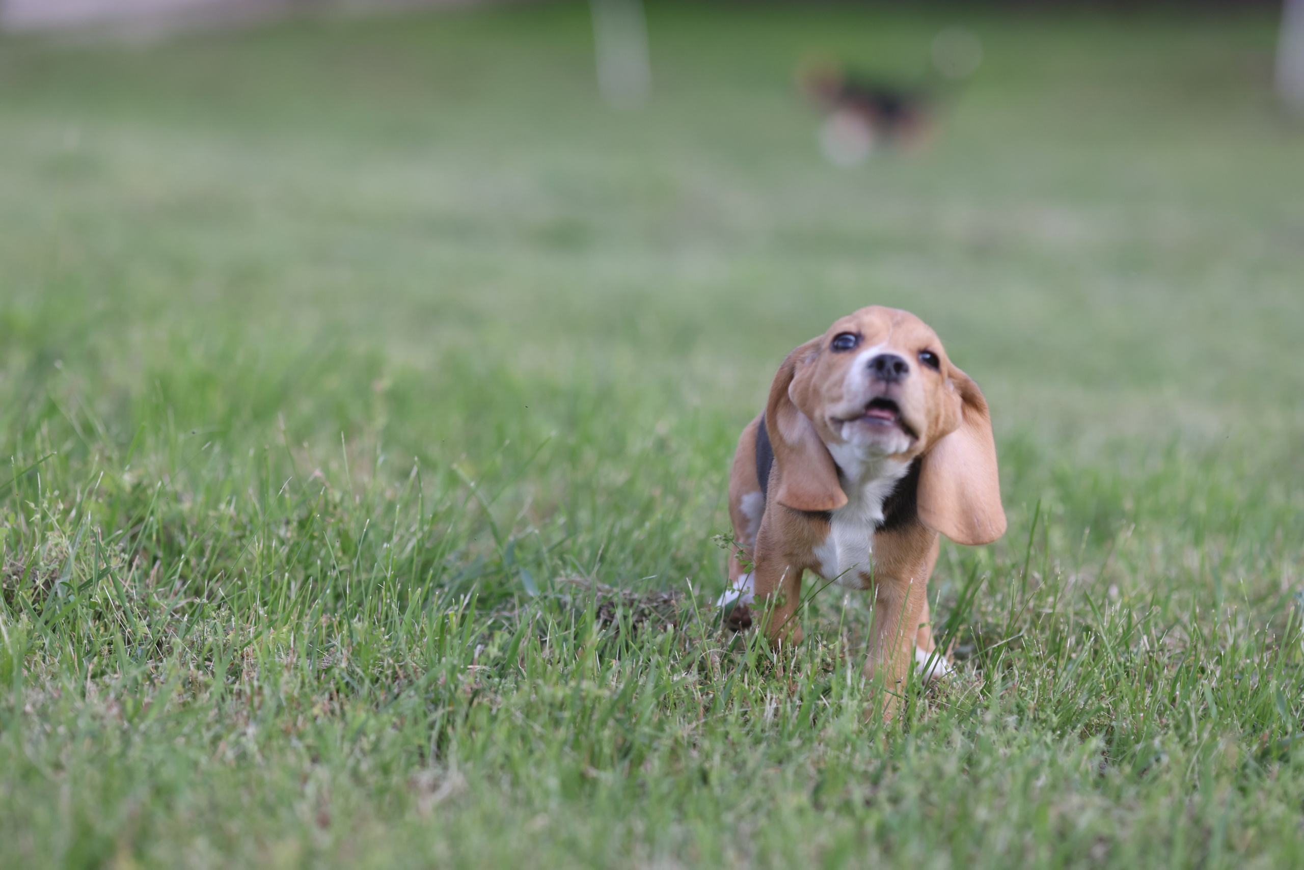 Litter T. Розплідник біглей в Україні