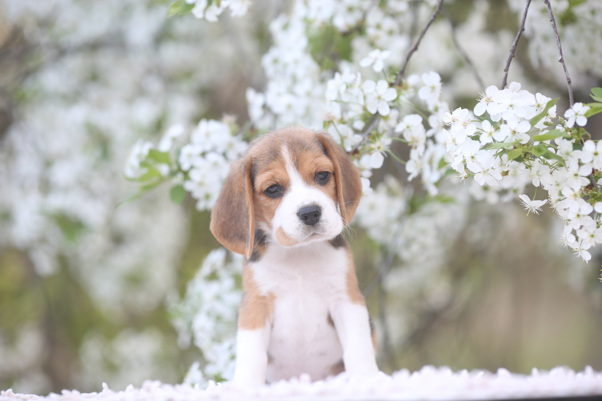 Litter T. Розплідник біглей в Україні