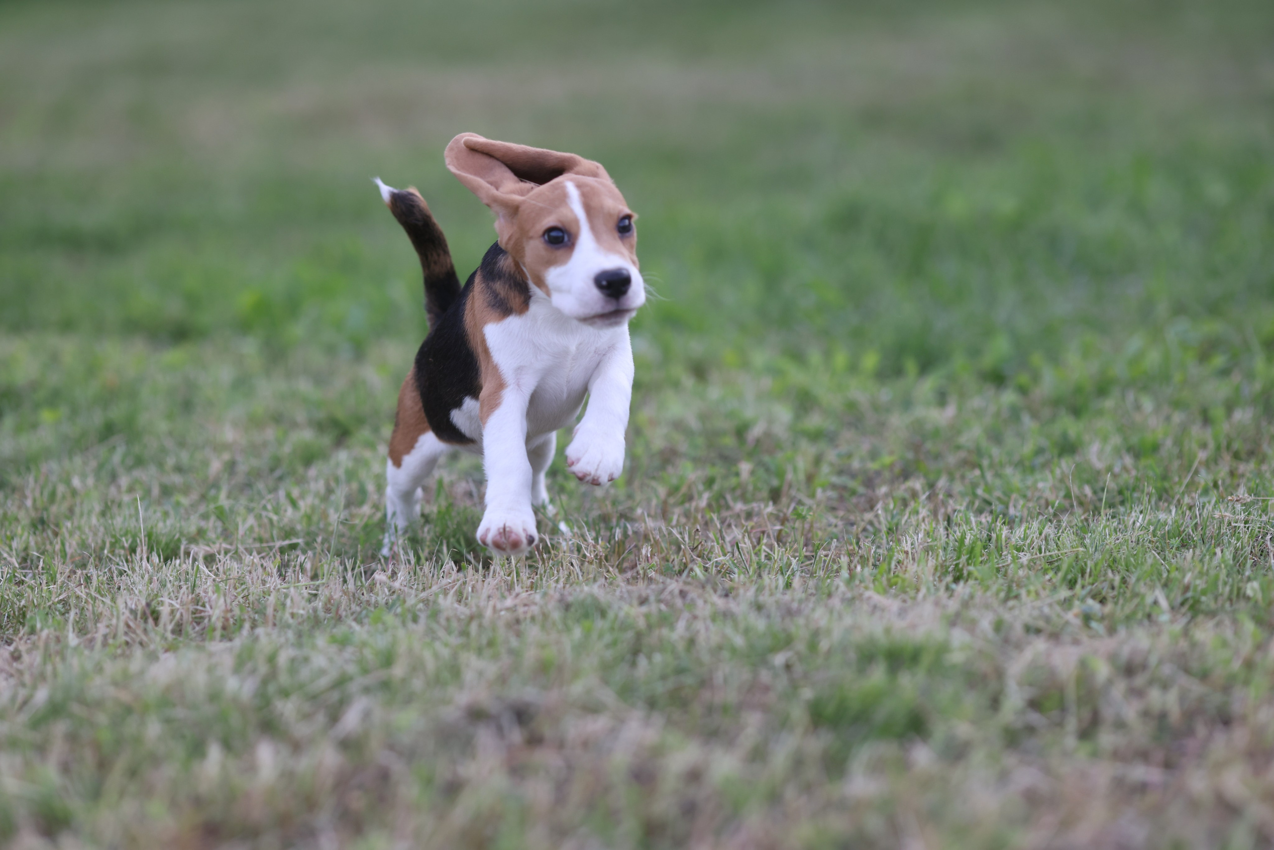 Litter T. Розплідник біглей в Україні