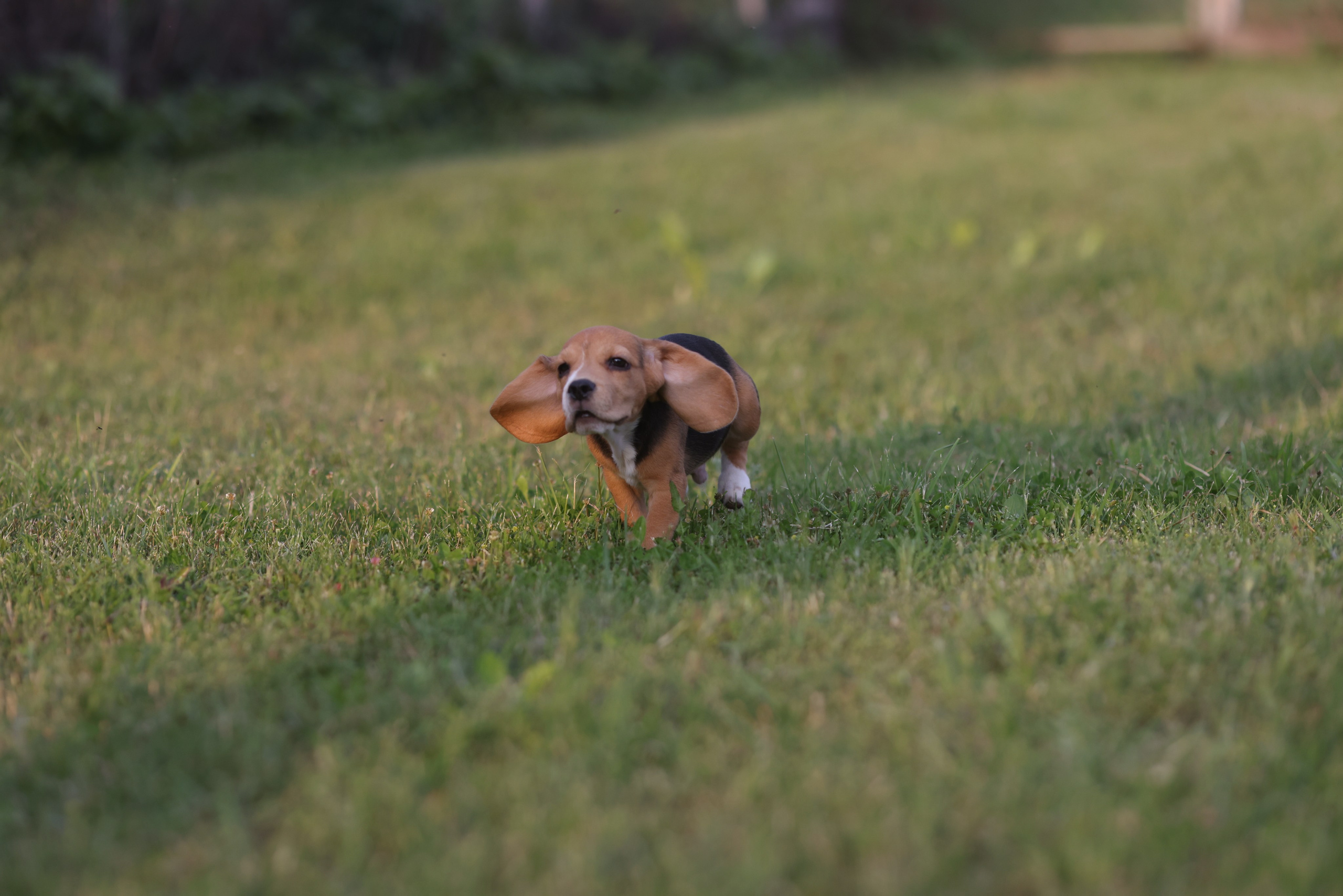 Litter T. Розплідник біглей в Україні