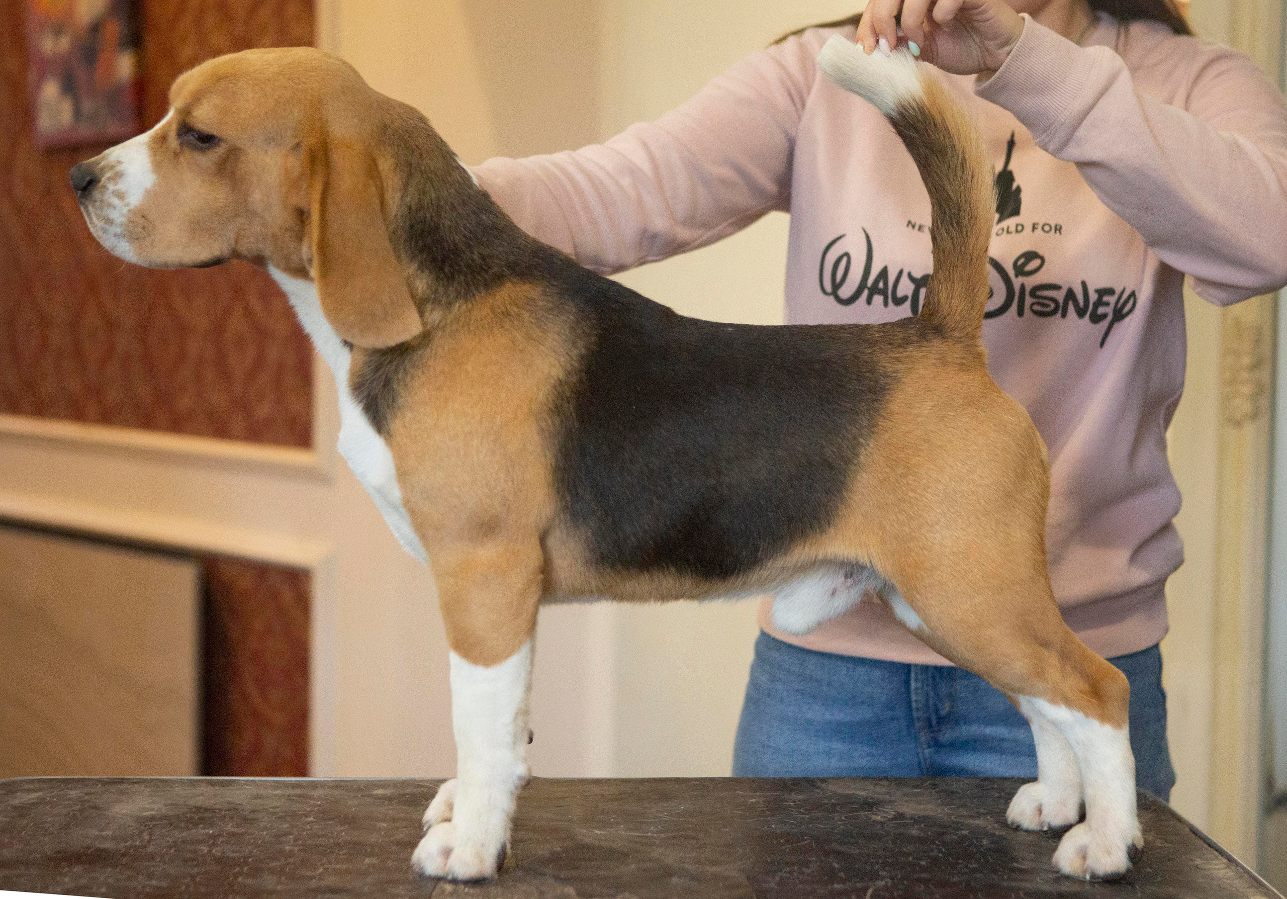 Ксандер. Розплідник біглей в Україні