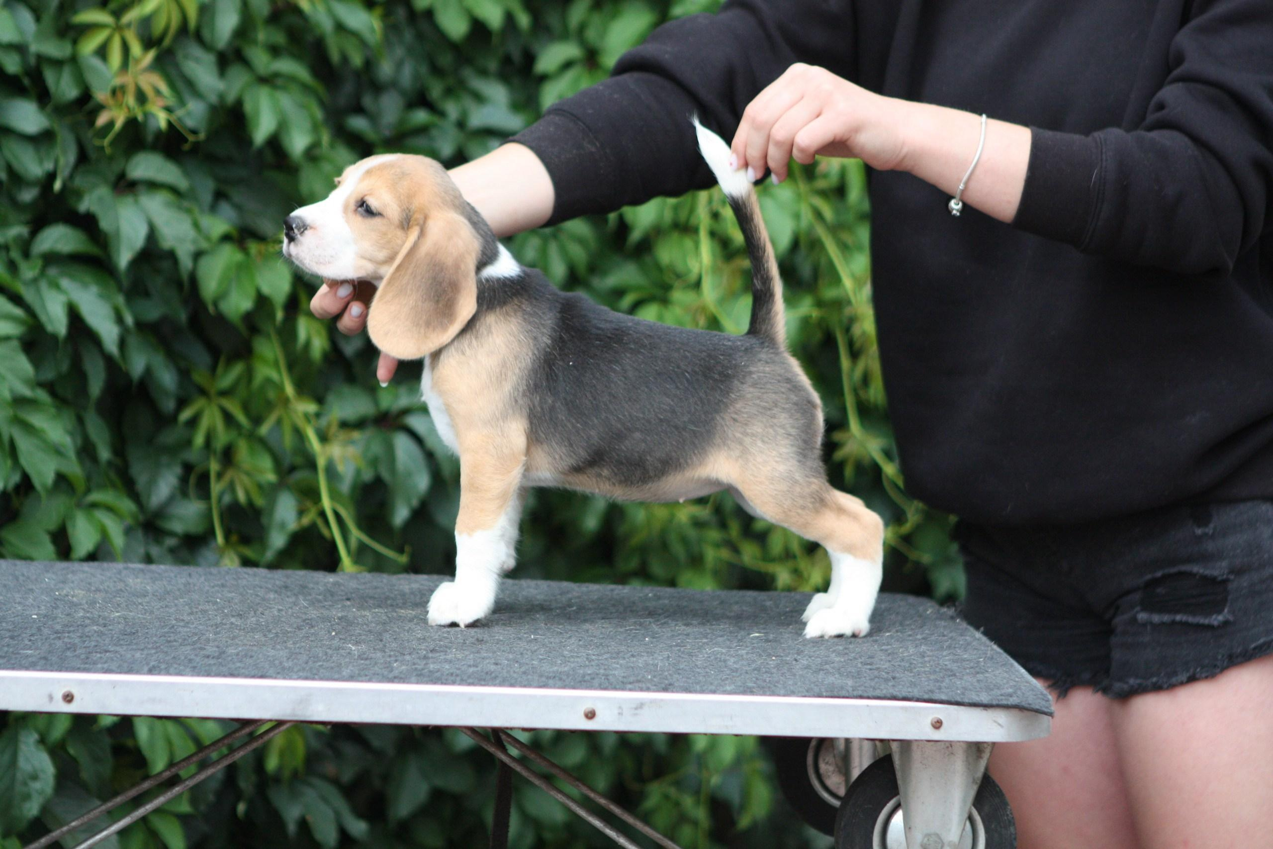 Леста и Єрик. Питомник биглей Selesta’s Dreams