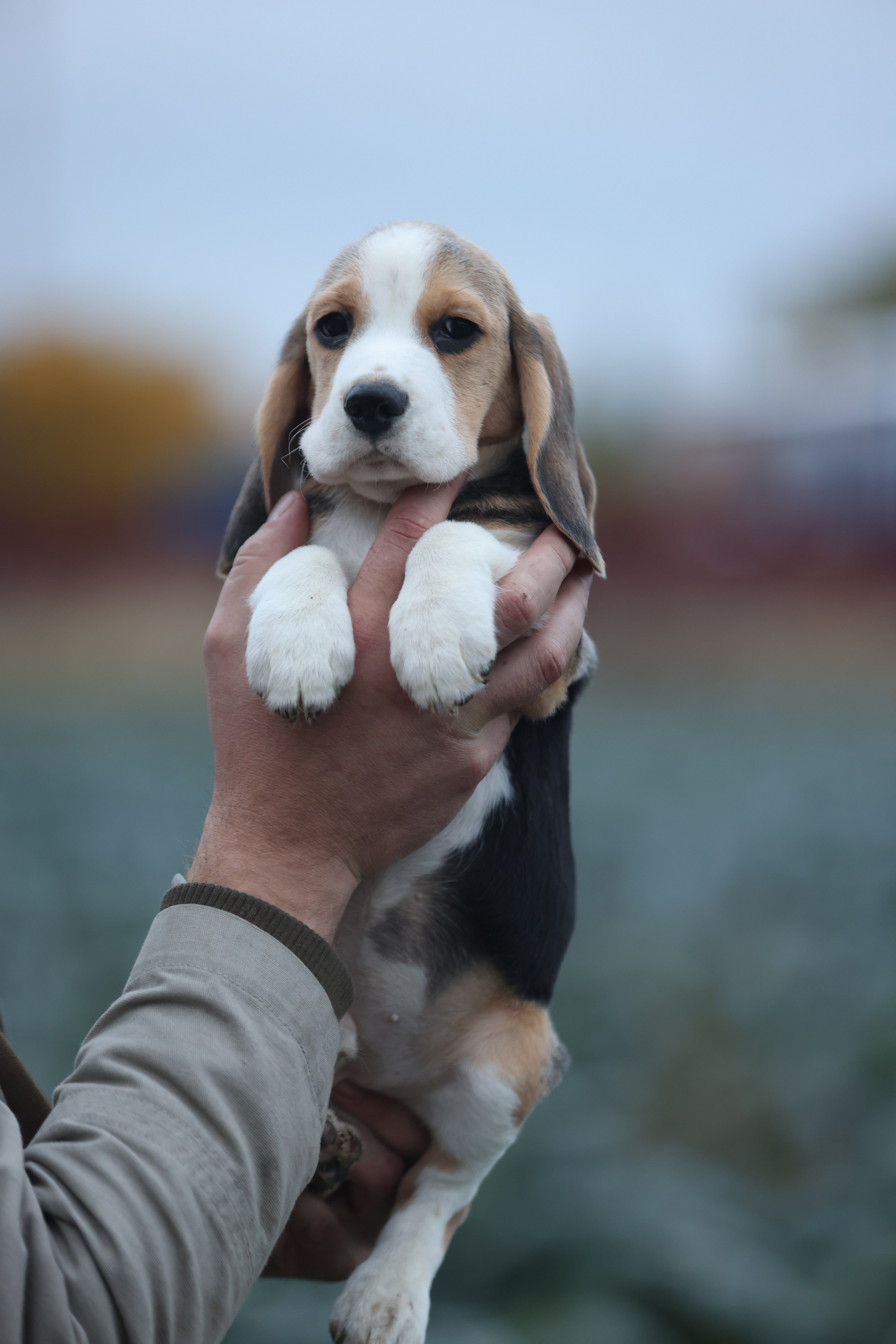 Приплод U. Розплідник біглей в Україні