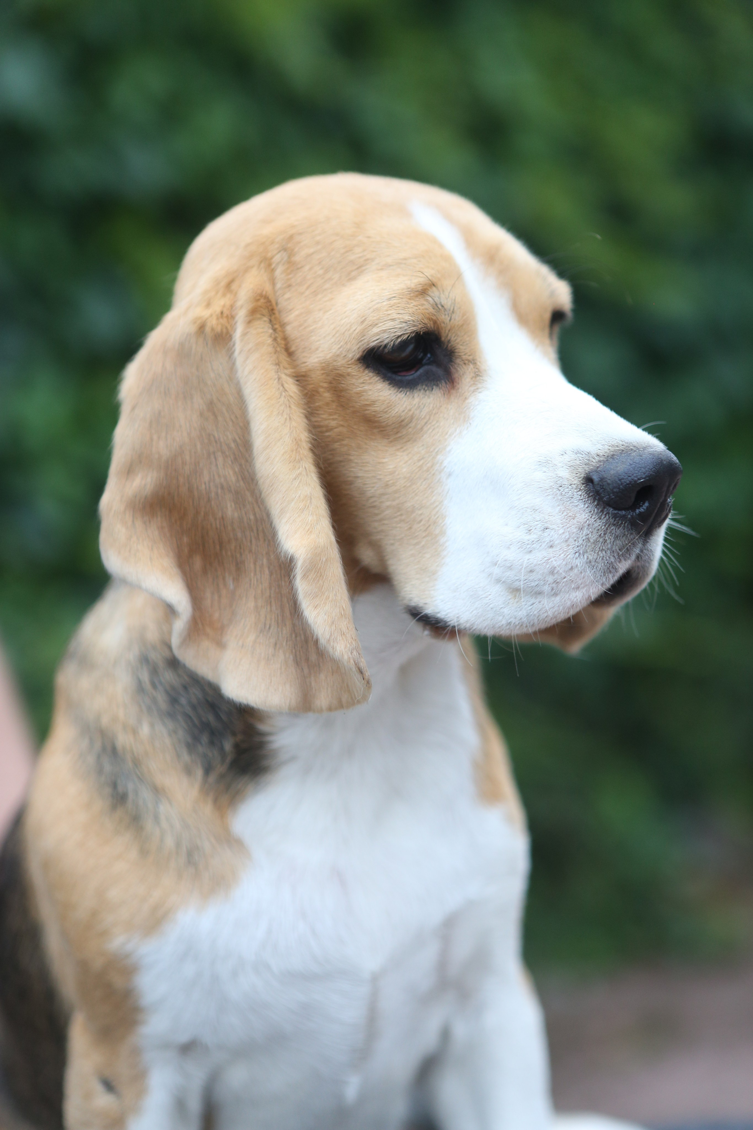 Мирабель. Питомник биглей Selesta’s Dreams