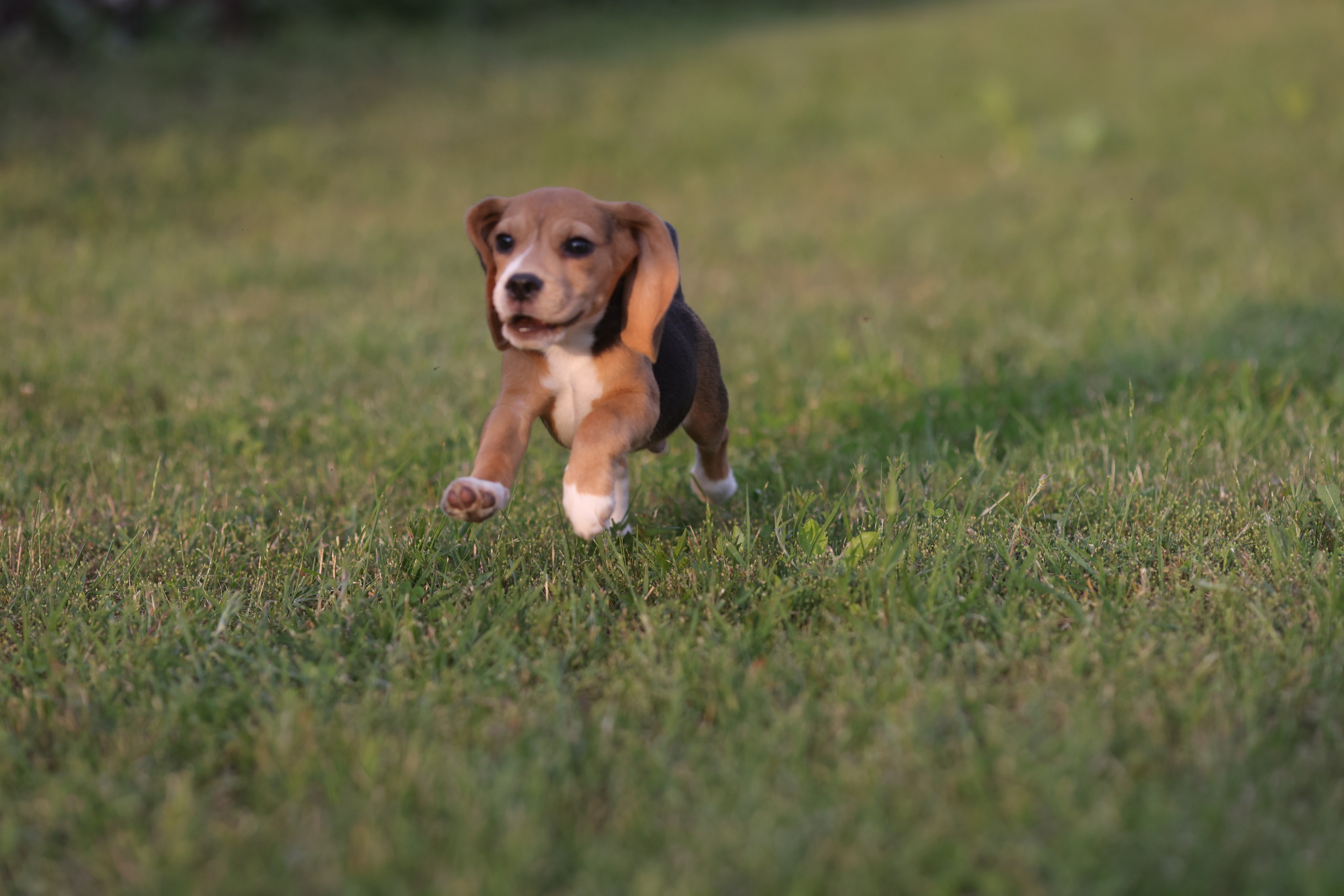Litter T. Розплідник біглей в Україні
