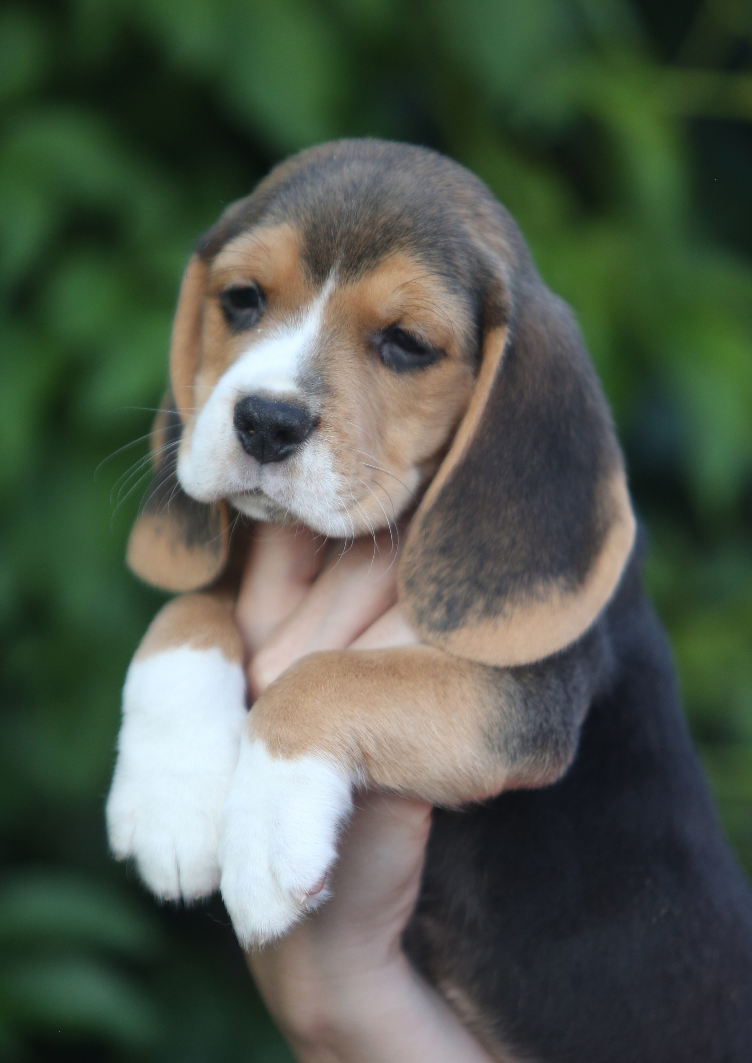 Латте и Принц. Питомник биглей Selesta’s Dreams