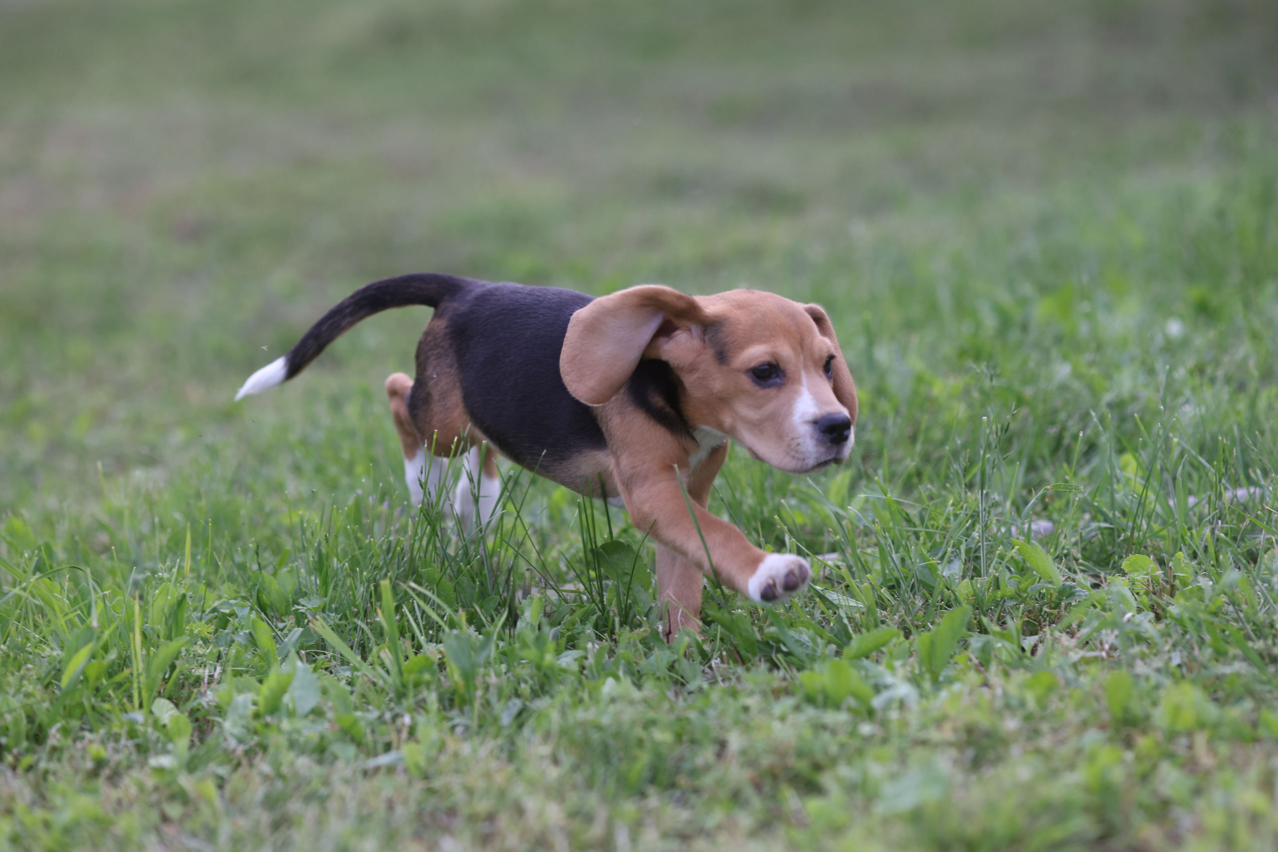Litter T. Розплідник біглей в Україні