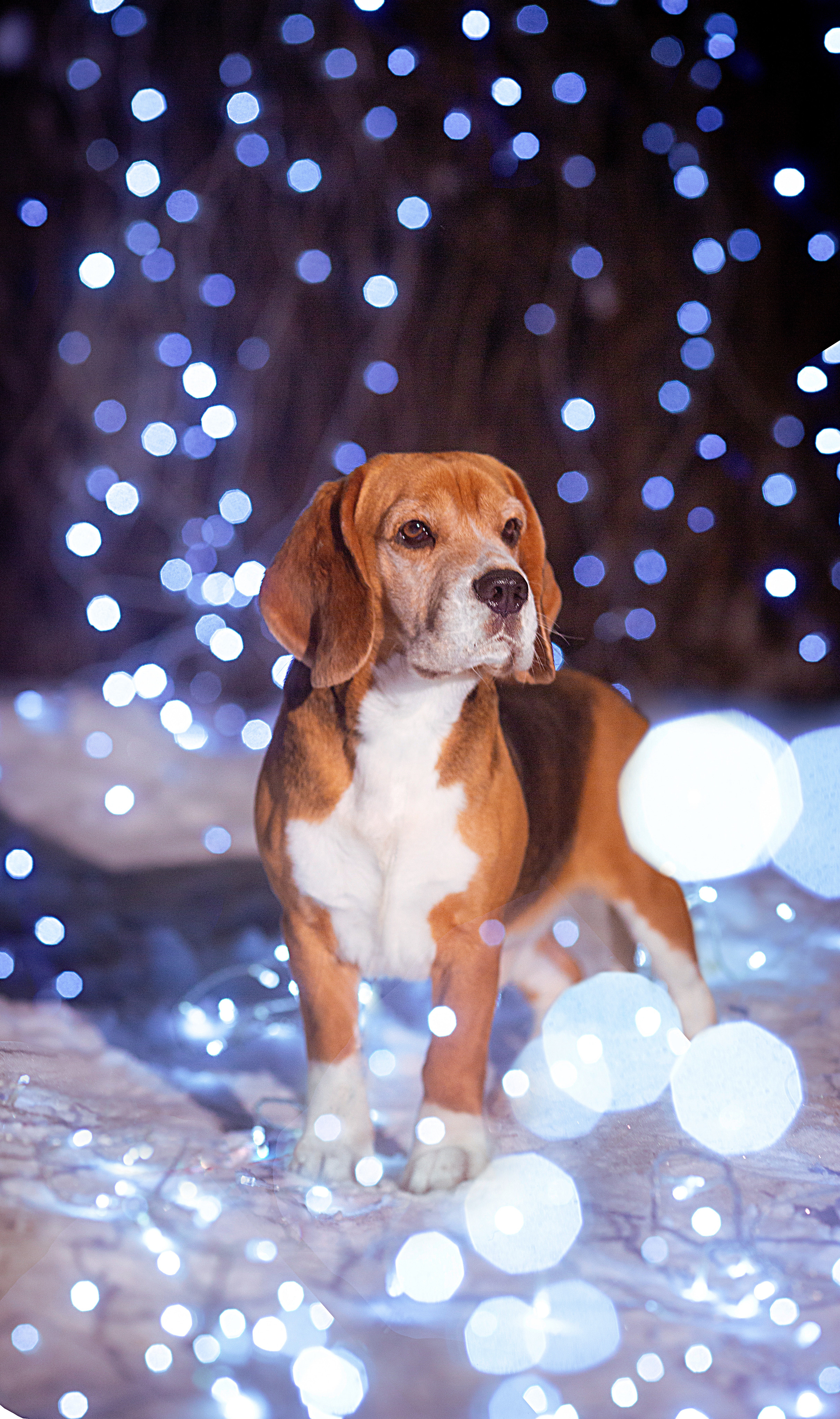 Prince. Питомник биглей Selesta’s Dreams