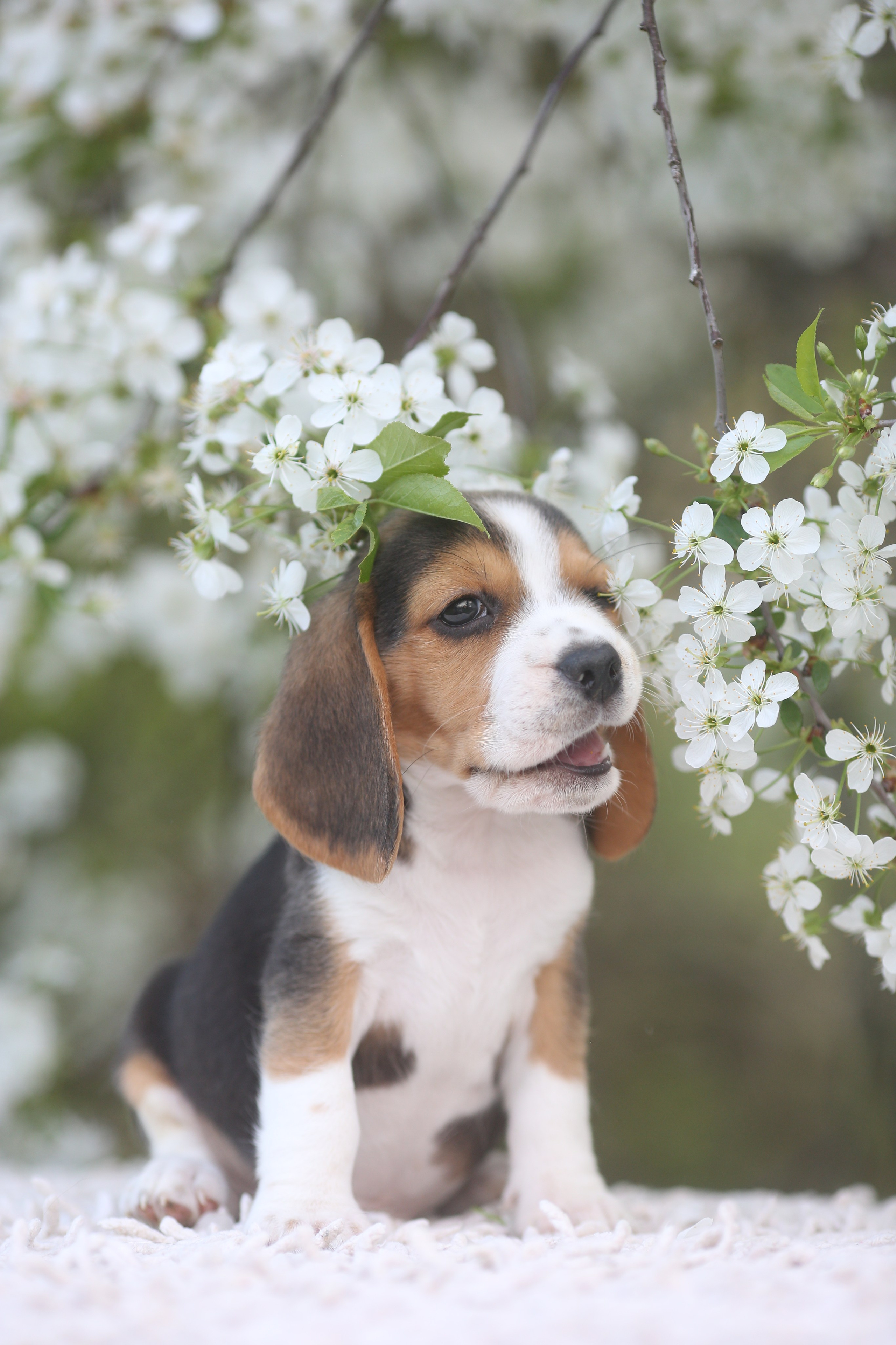 Litter T. Розплідник біглей в Україні