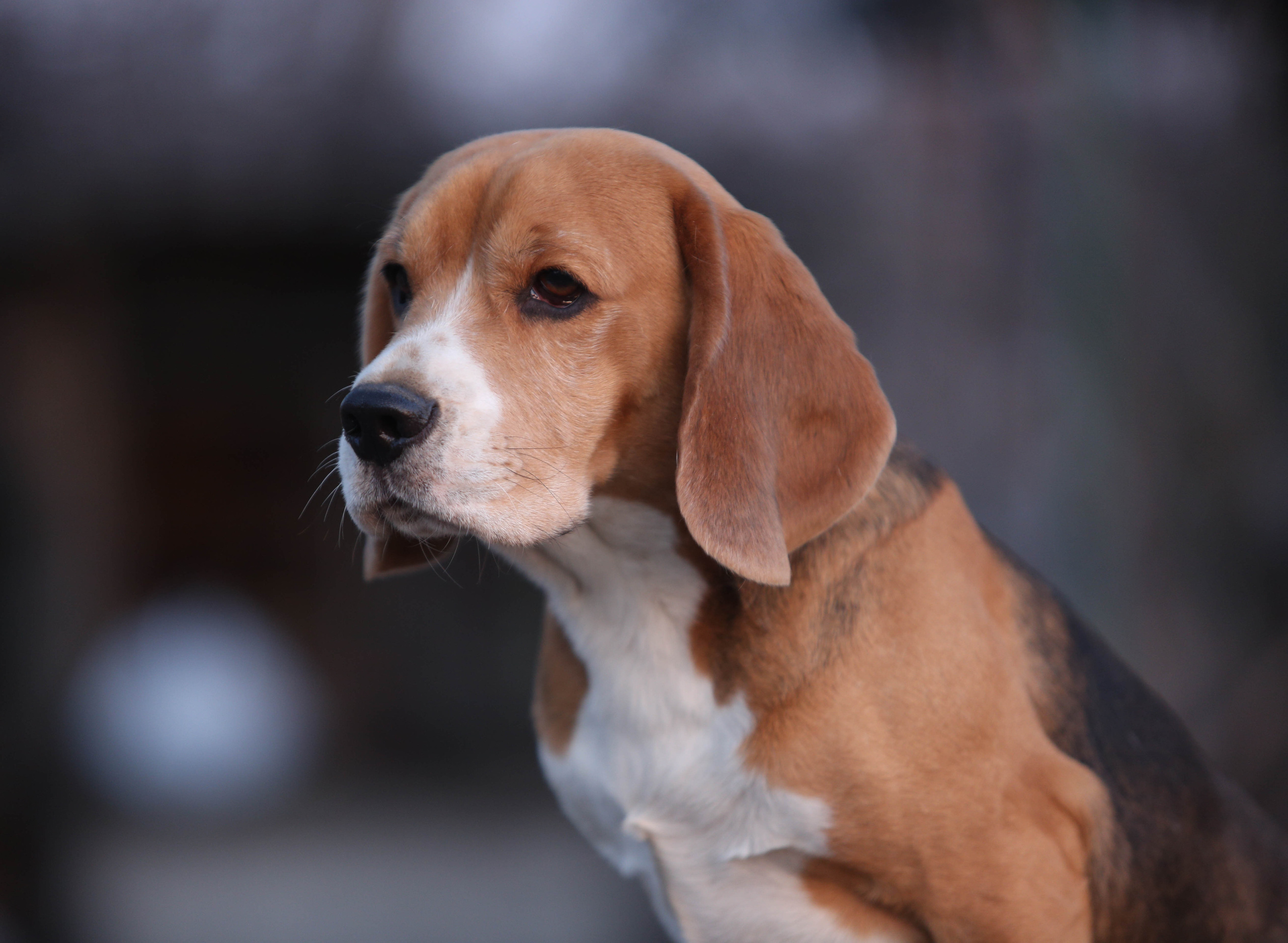 Prince. Питомник биглей Selesta’s Dreams