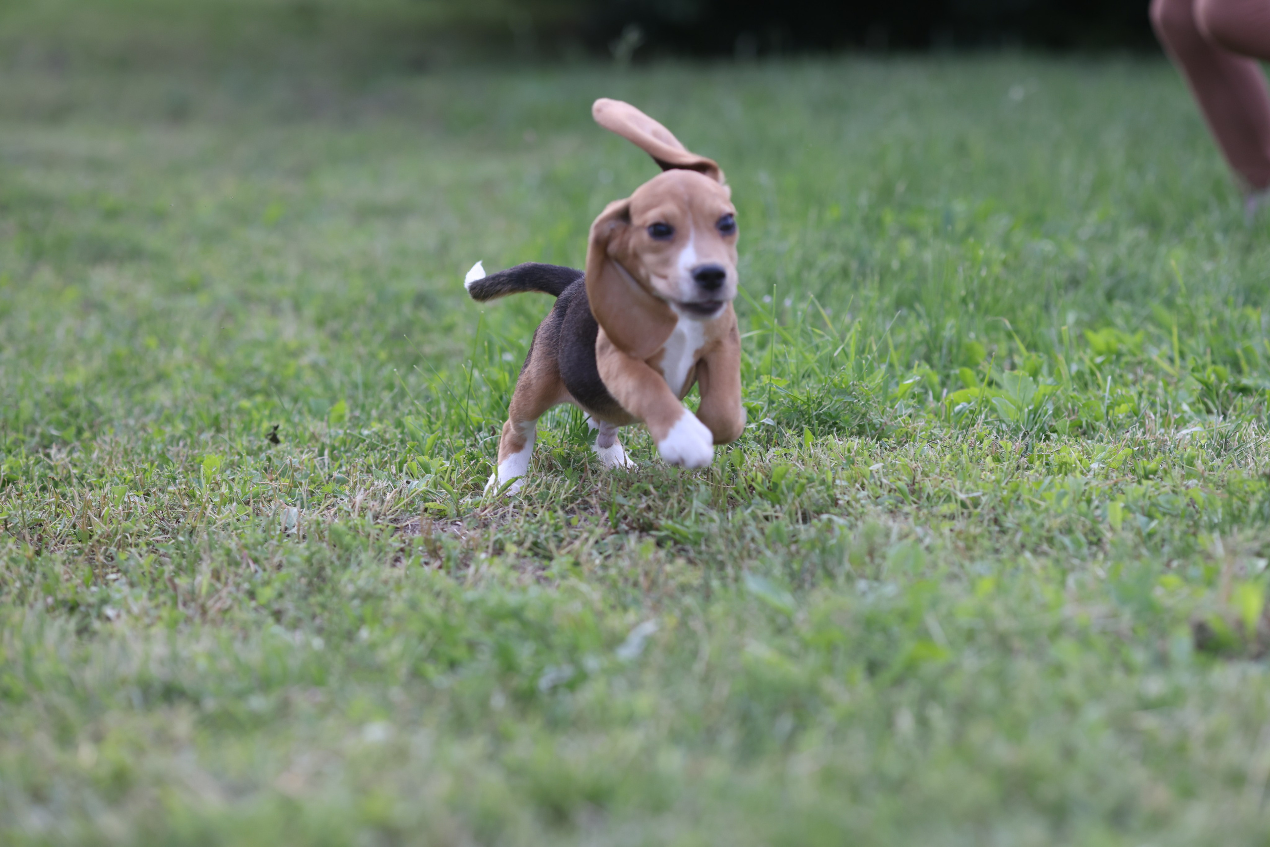 Litter T. Розплідник біглей в Україні