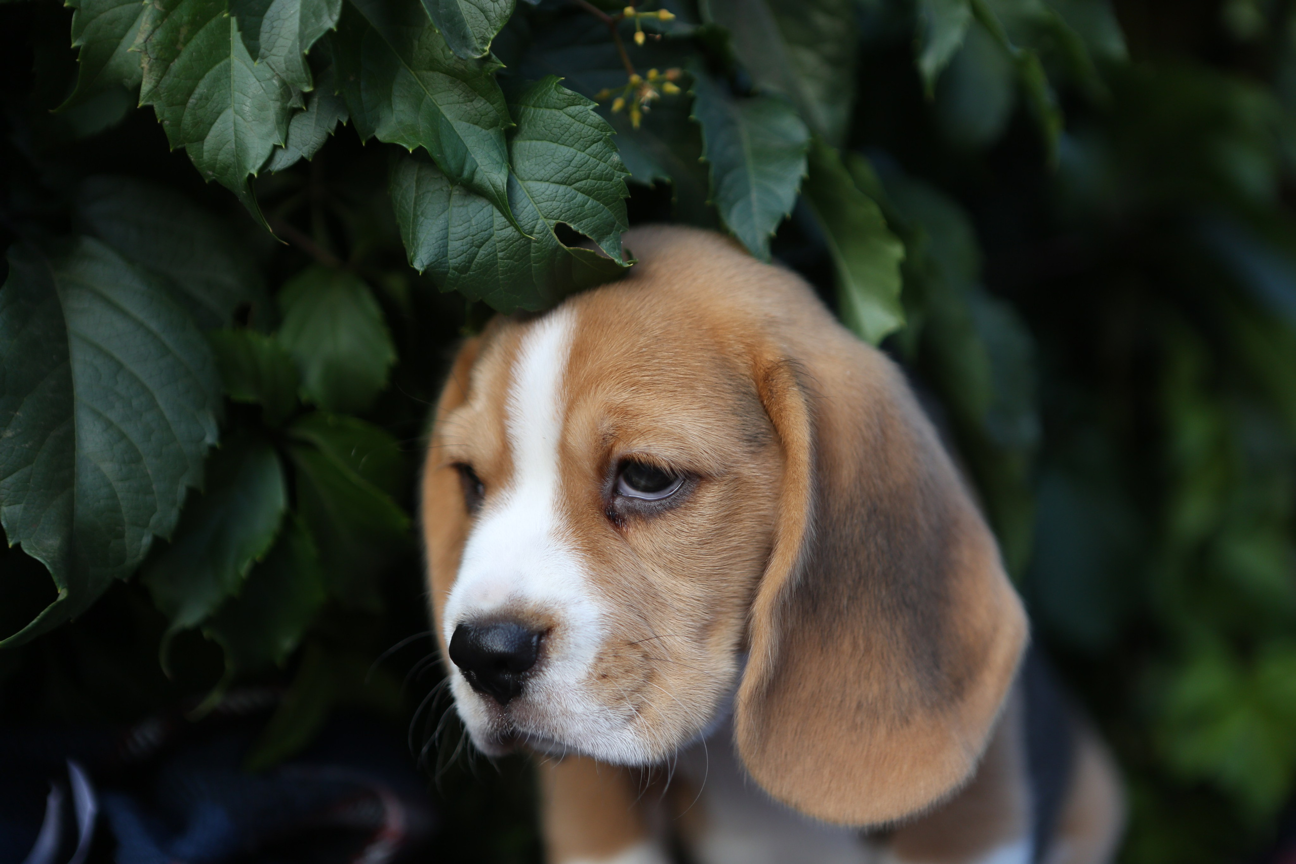 Кофе. Питомник биглей Selesta’s Dreams