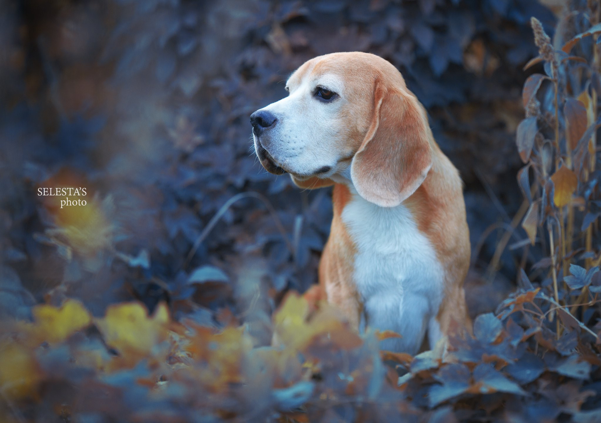 Pocket. Питомник биглей Selesta’s Dreams